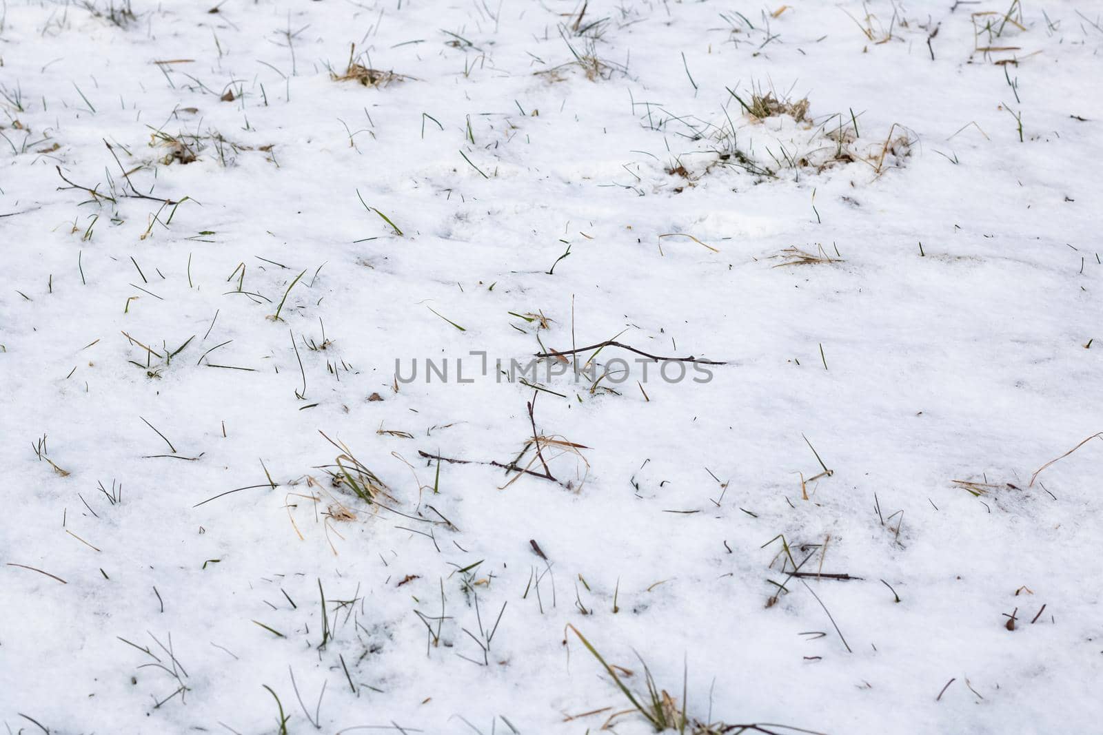 Yellow autumn grass under the first snow, background or texture
