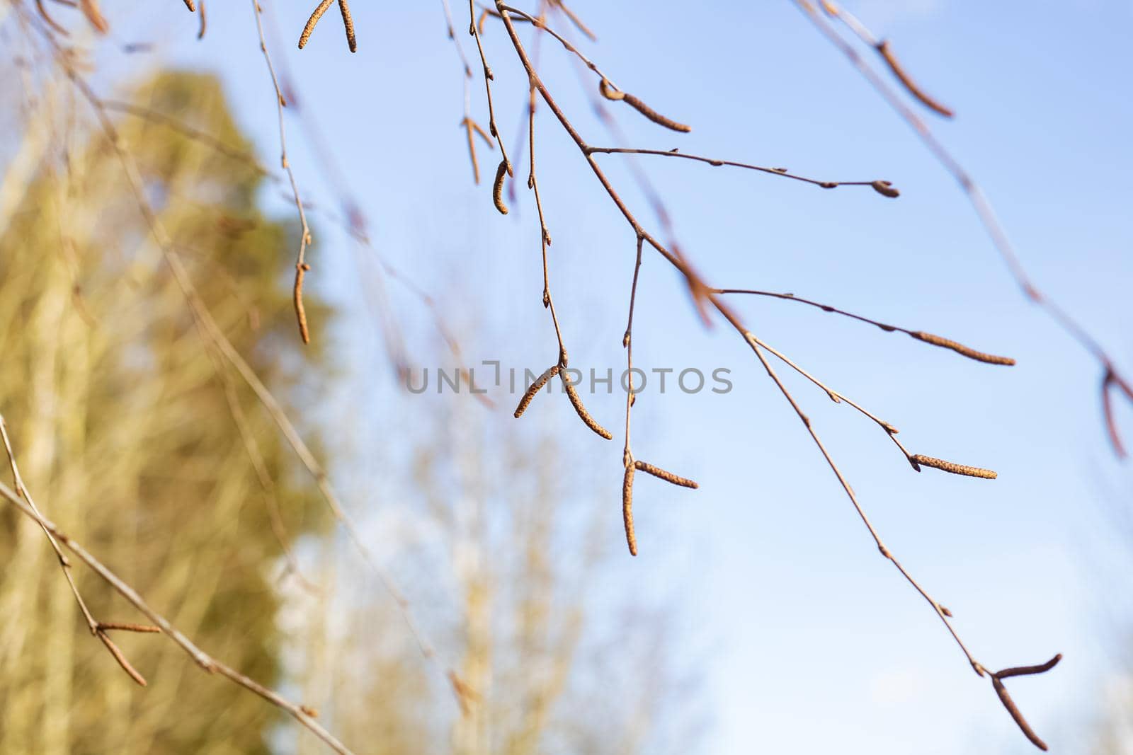 Spring buds on birch branches close up on blue sky background