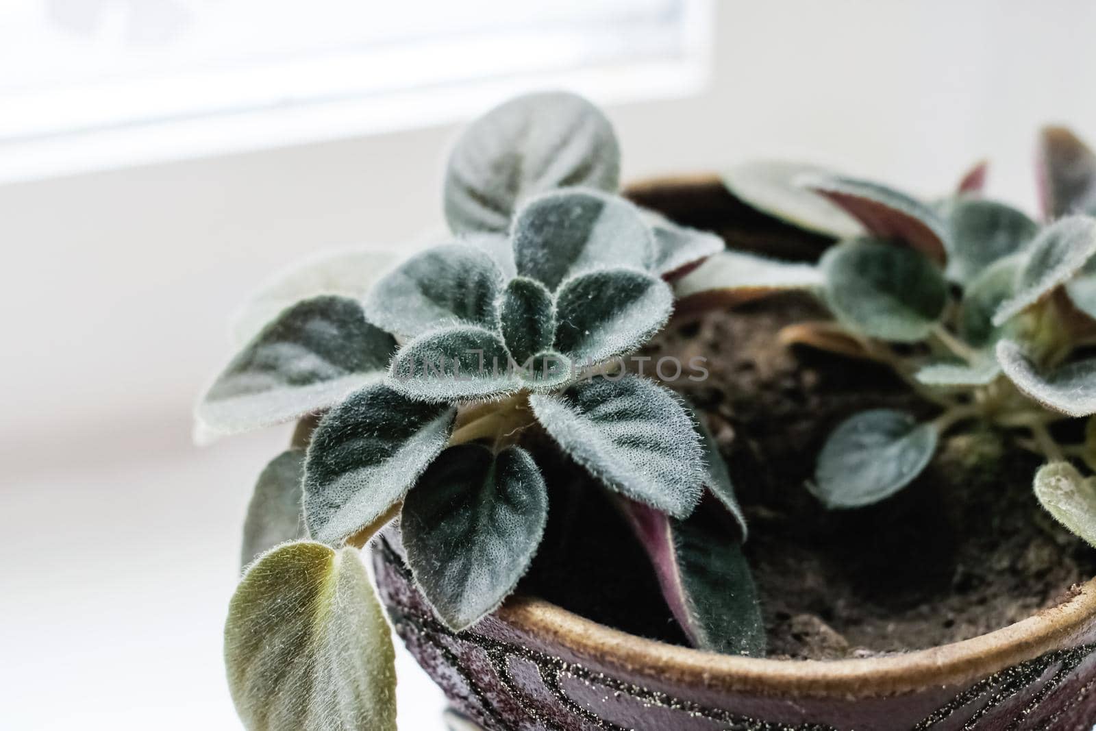 Home plant with green leaves on the windowsill close up