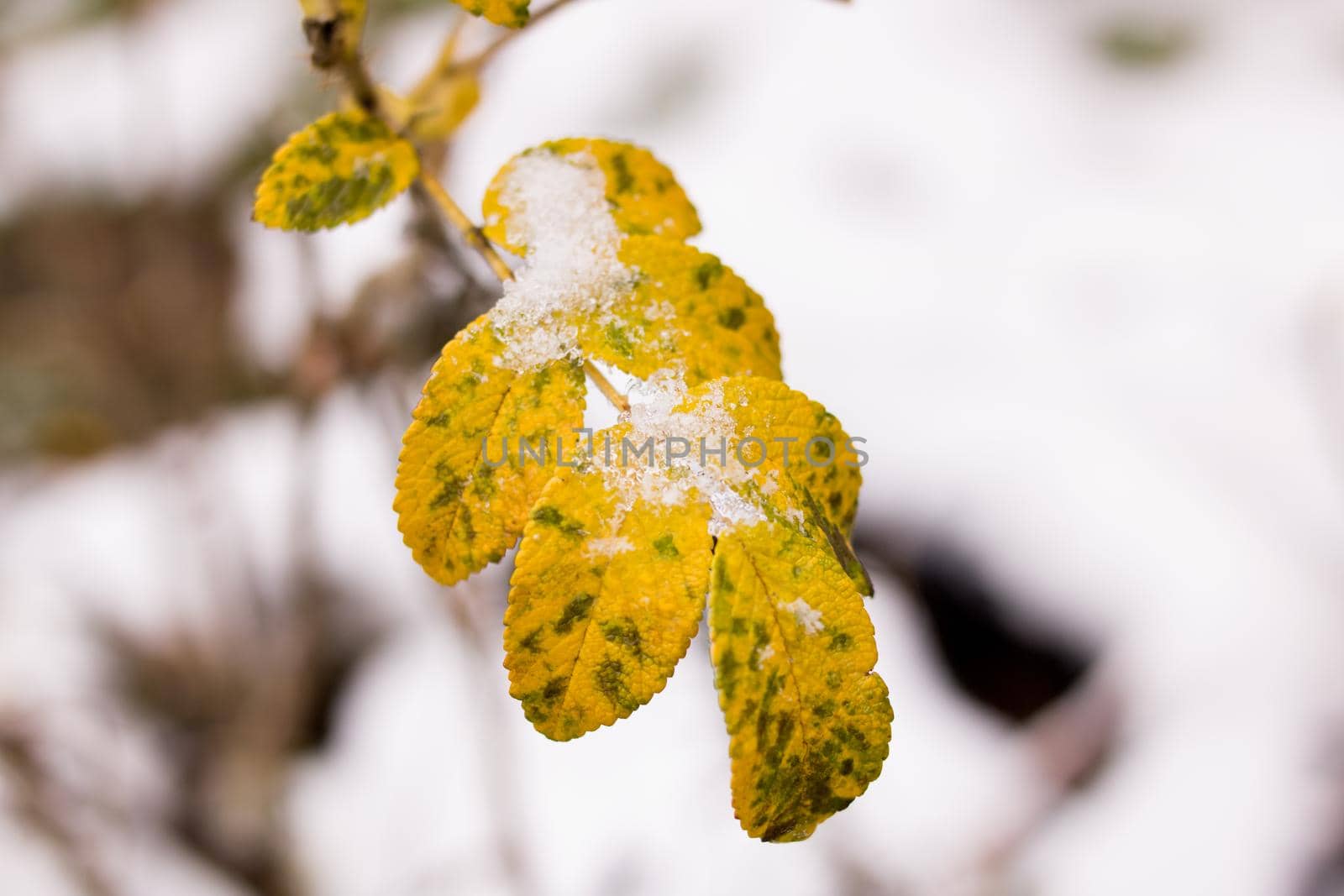 Snow on yellow plant leaves close up, macrophotography