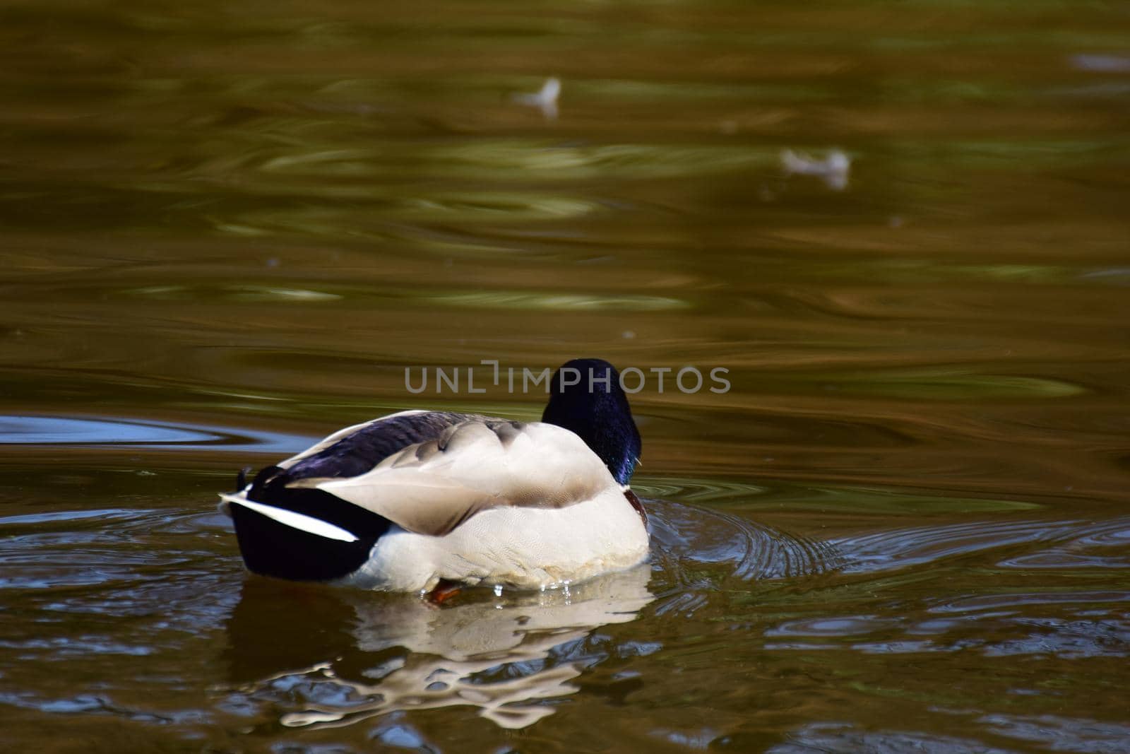 A male mallard duck is swimming on a lake