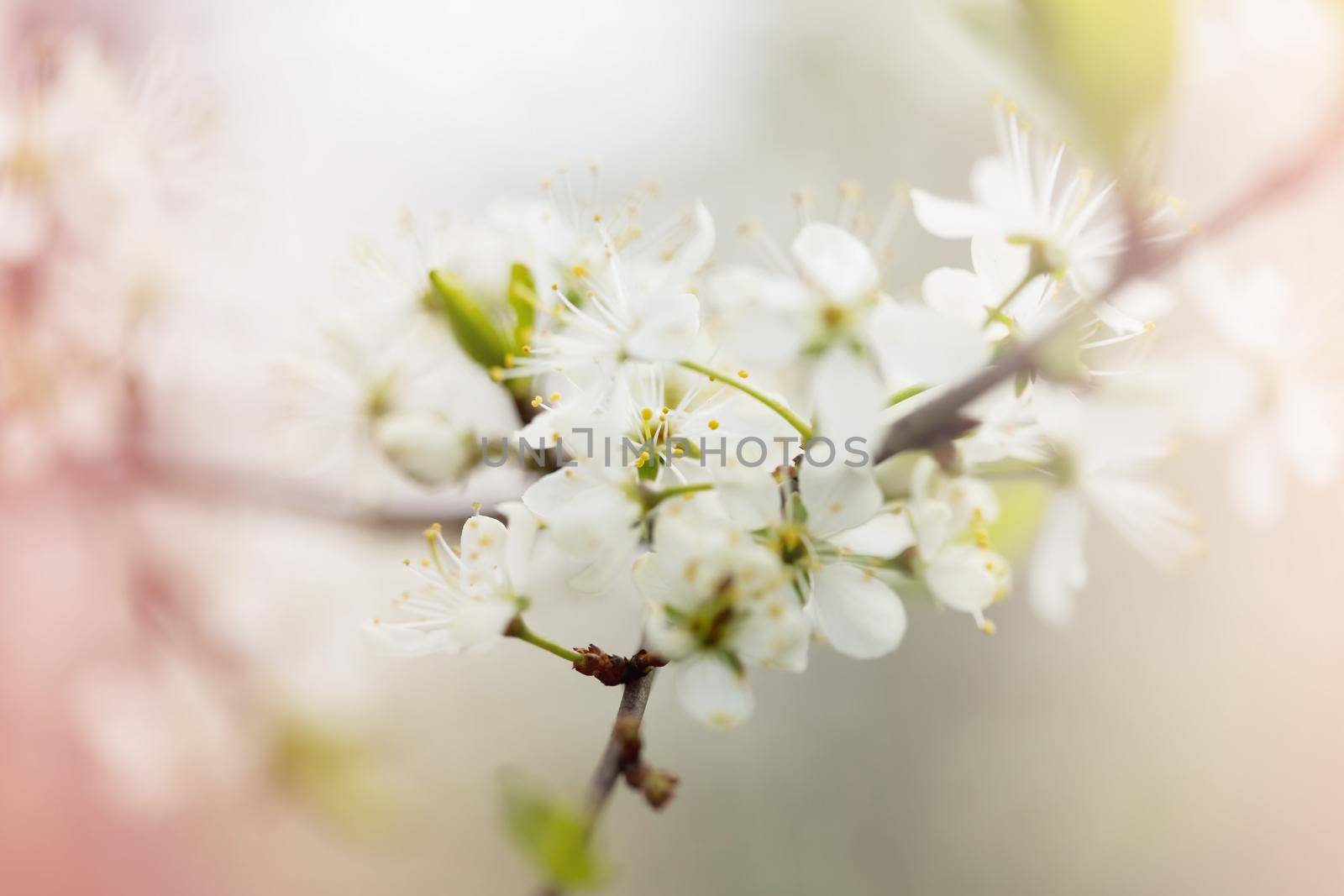 Defocused floral background with cherry blossoms on green leaves by galinasharapova