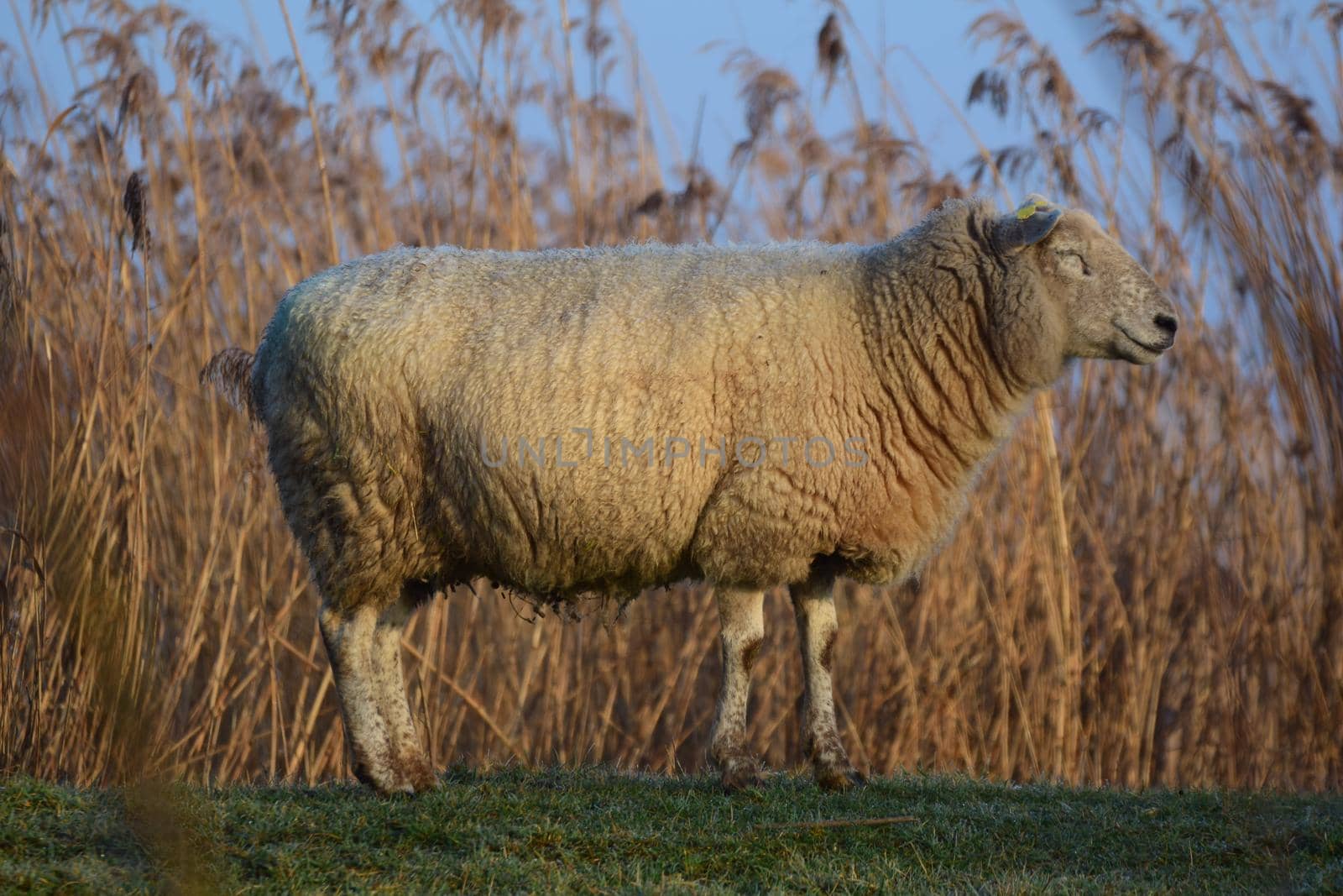 One white sheep standing on a dike by Luise123
