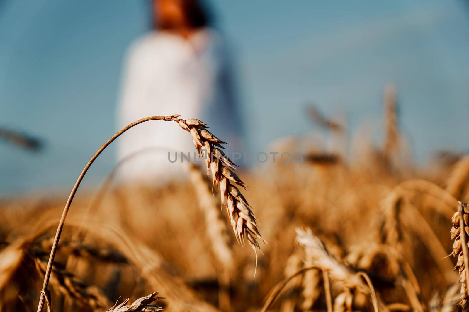 Wheat field. Focus on a mature ear. Woman in a white shirt on a blurred background. Blue sky, sunny summer day