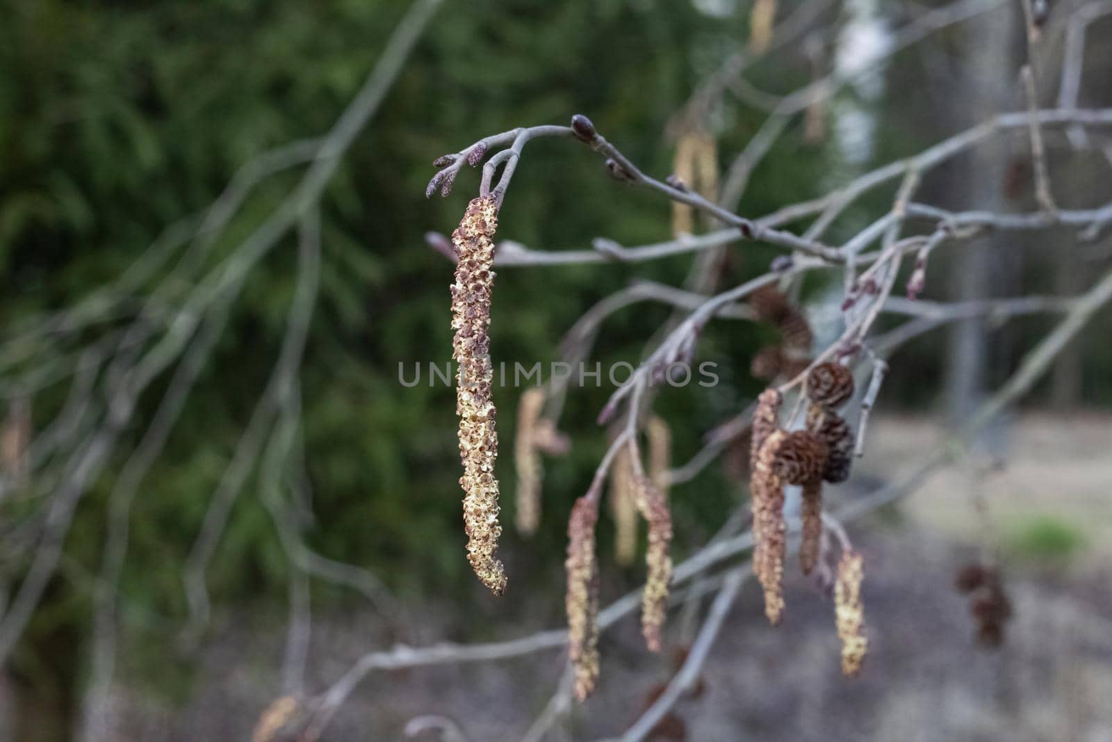 Long fluffy catkins on a tree branch in autumn