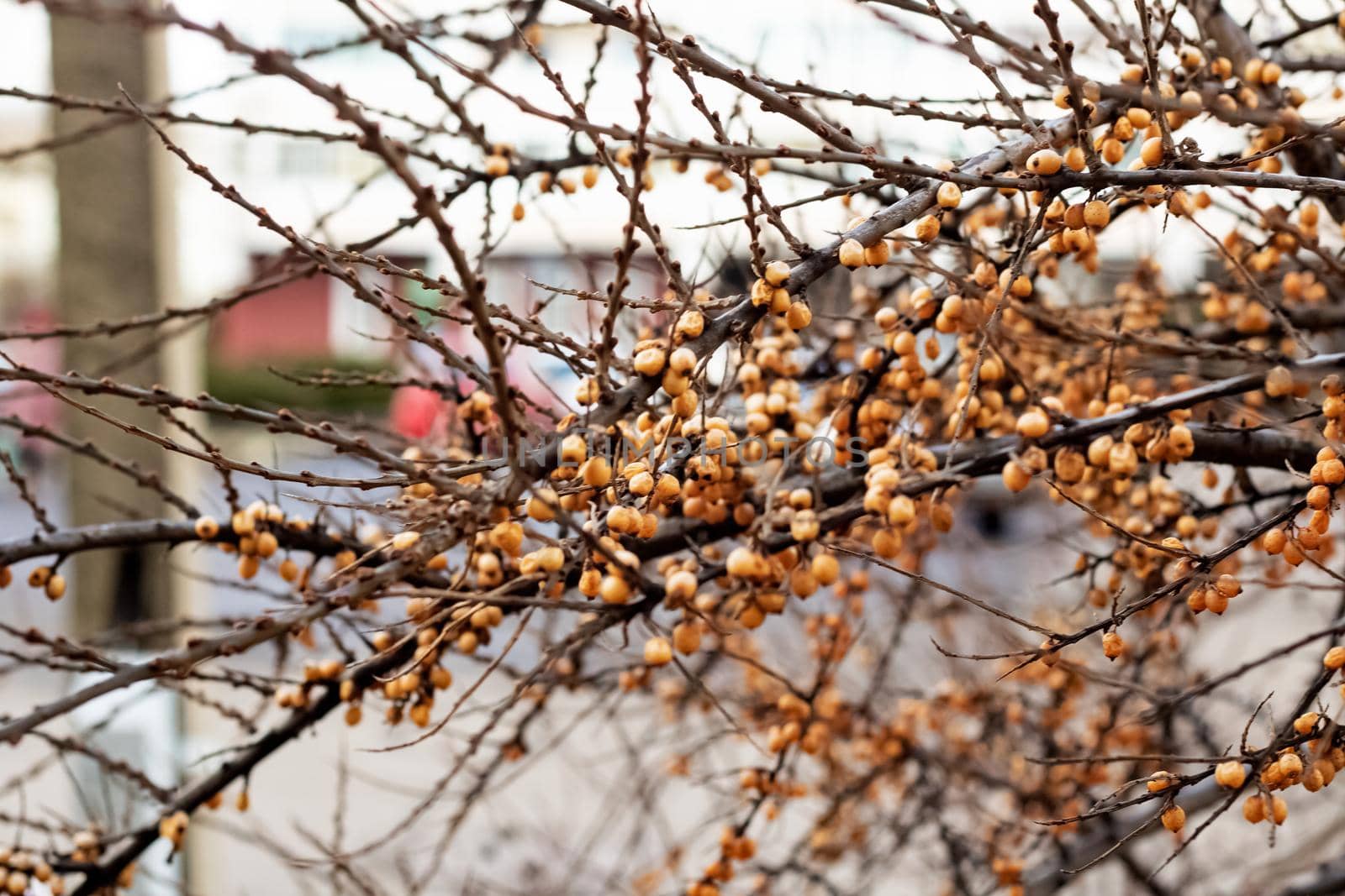 Orange autumn berries on the bare branches of a bush