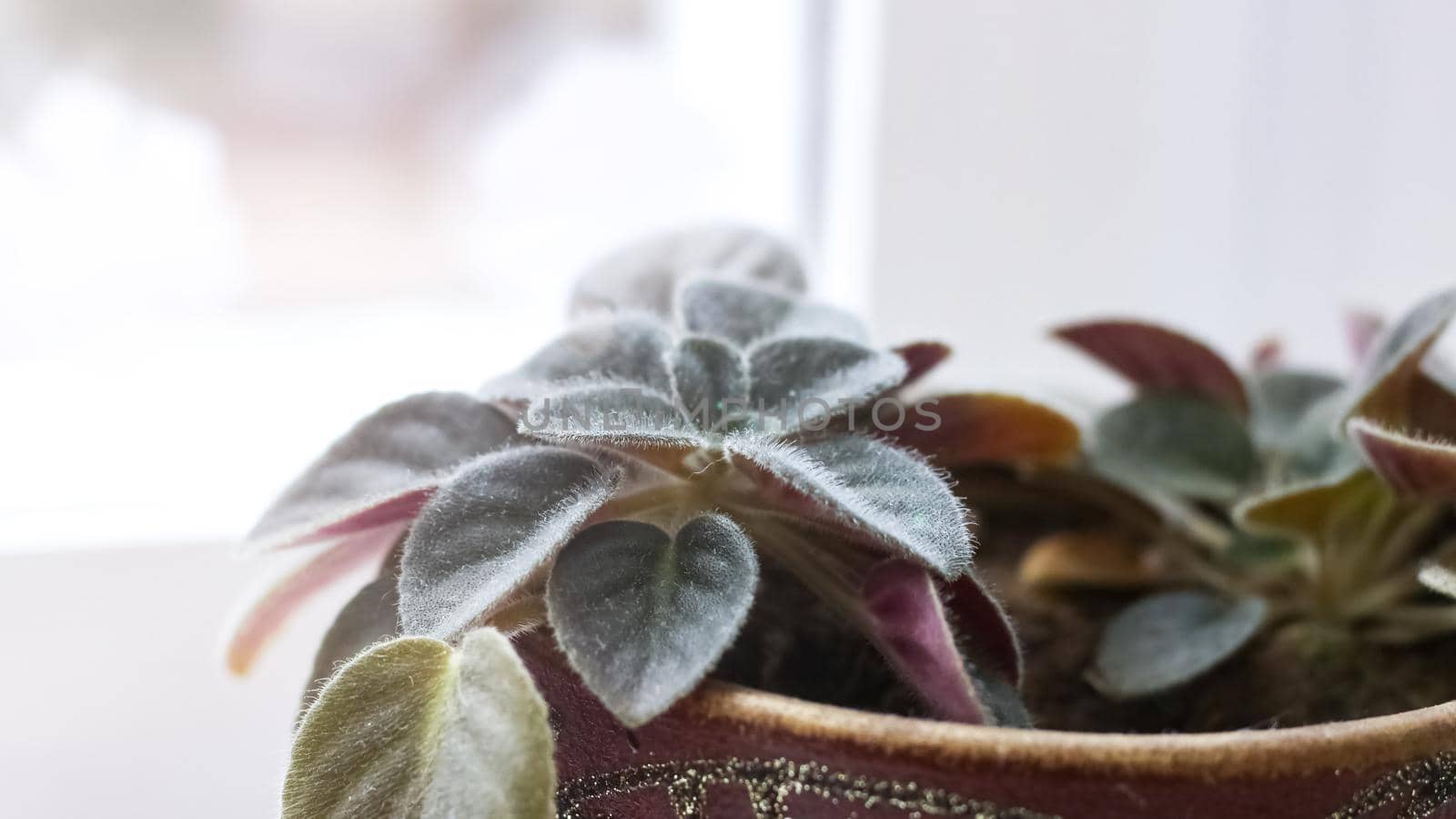 Home plant with green leaves on the windowsill close up