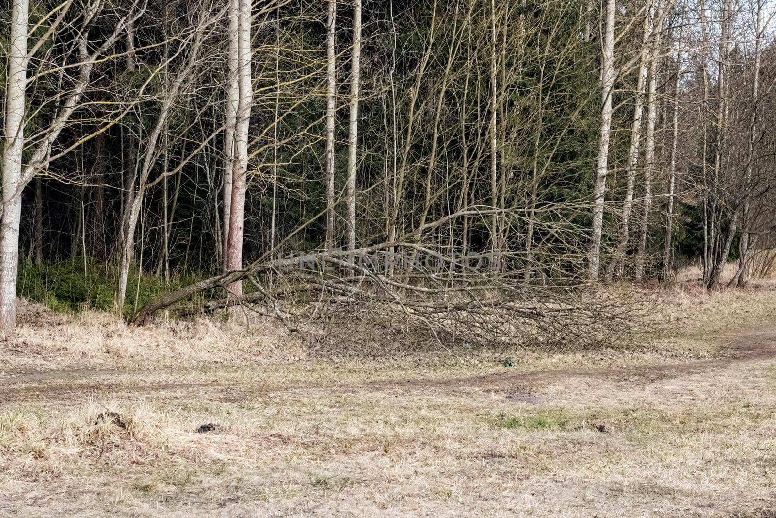 A tree felled by the wind near an autumn forest