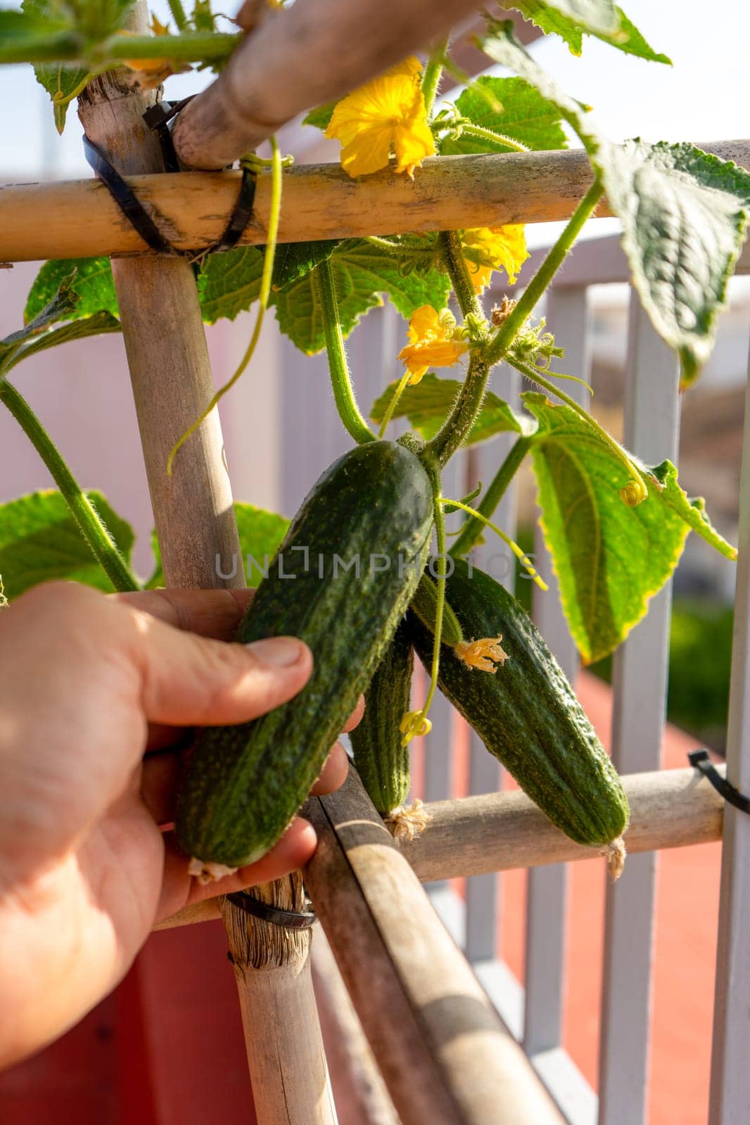 Hands holding a growing cucumber in the urban garden. Urban home gardening concept, healthy food by Barriolo82