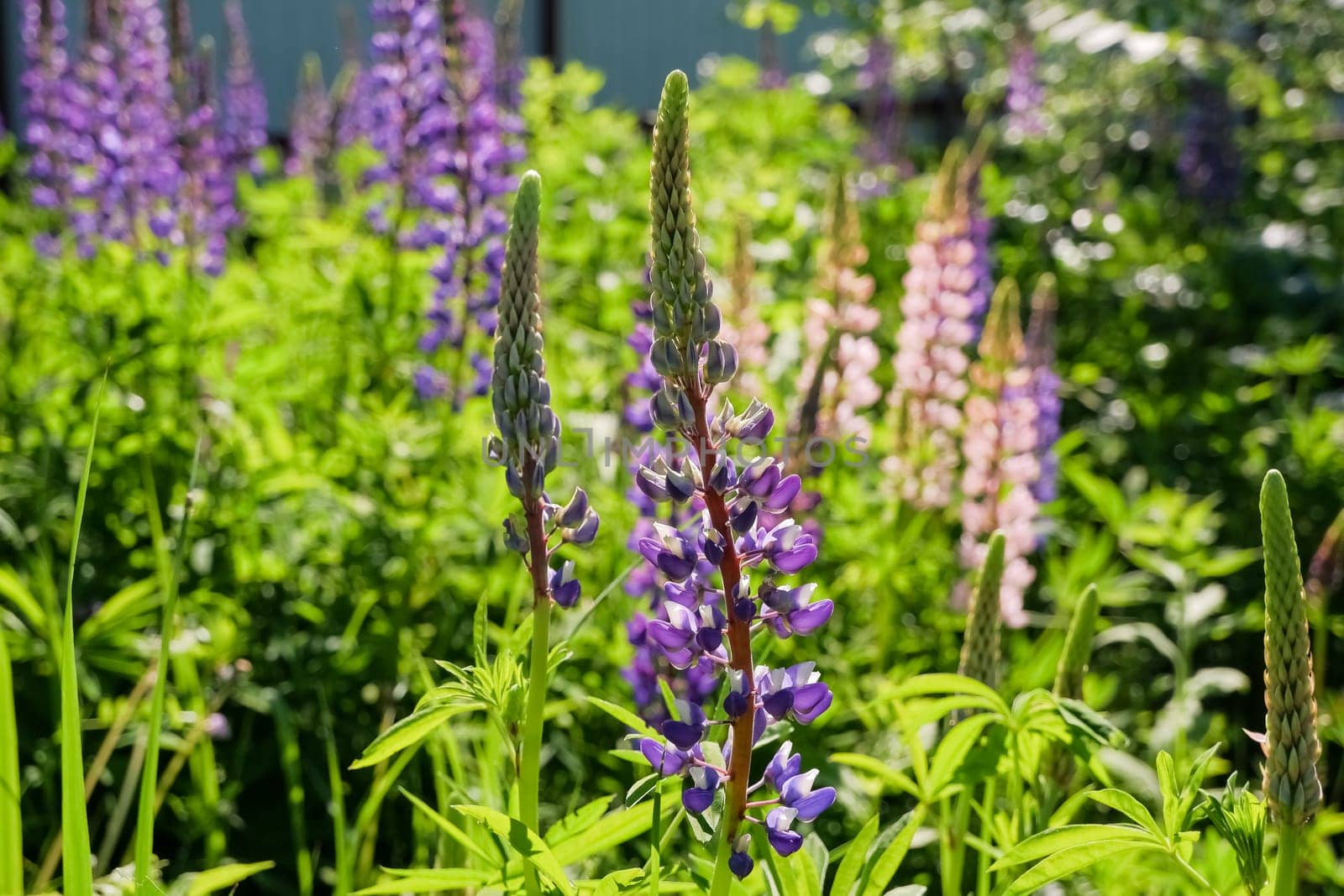 Blooming lupine flowers . Field of lupine plant. Violet purple pink lupin in meadow.