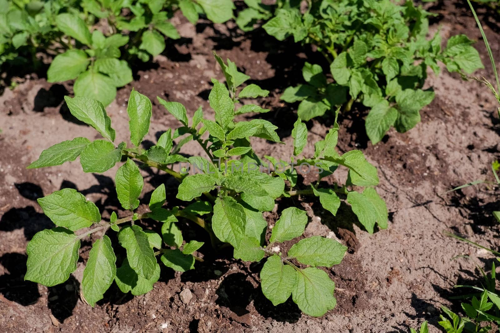 Young potato plant growing on the soil.Potato bush in the garden.Healthy young potato plant in organic garden.