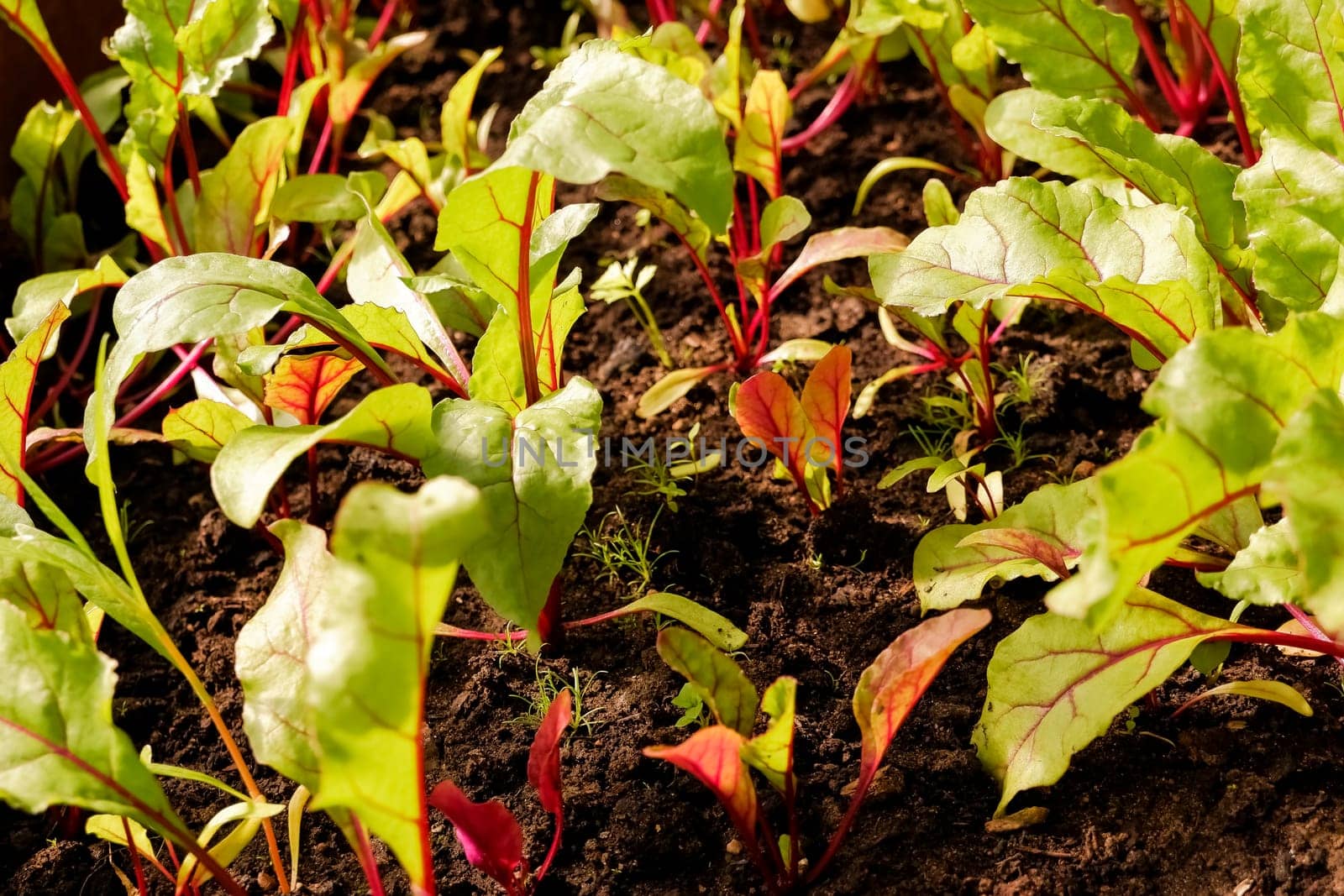 Young fresh beet leaves. Beetroot plants in a row from a close distance