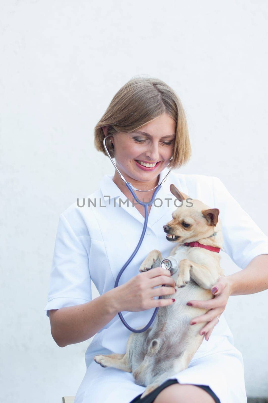 beautiful young woman veterinarian listens to the chihuahua dog with a phonedoscope and smiles, the dog shows teeth and growls. High quality photo