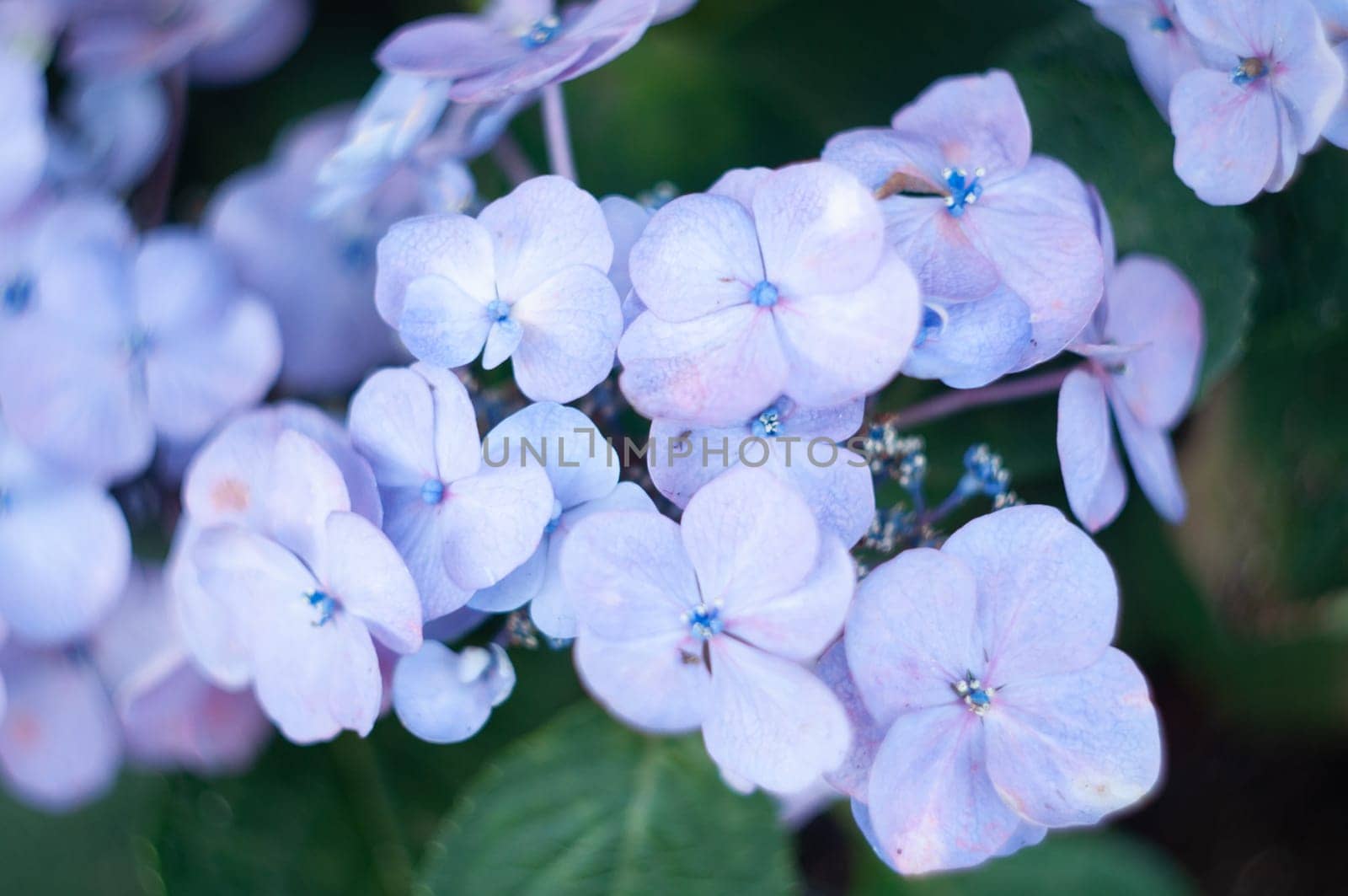 close-up blooming hydrangea, spring, natural floral background, neutral delicate. High quality photo