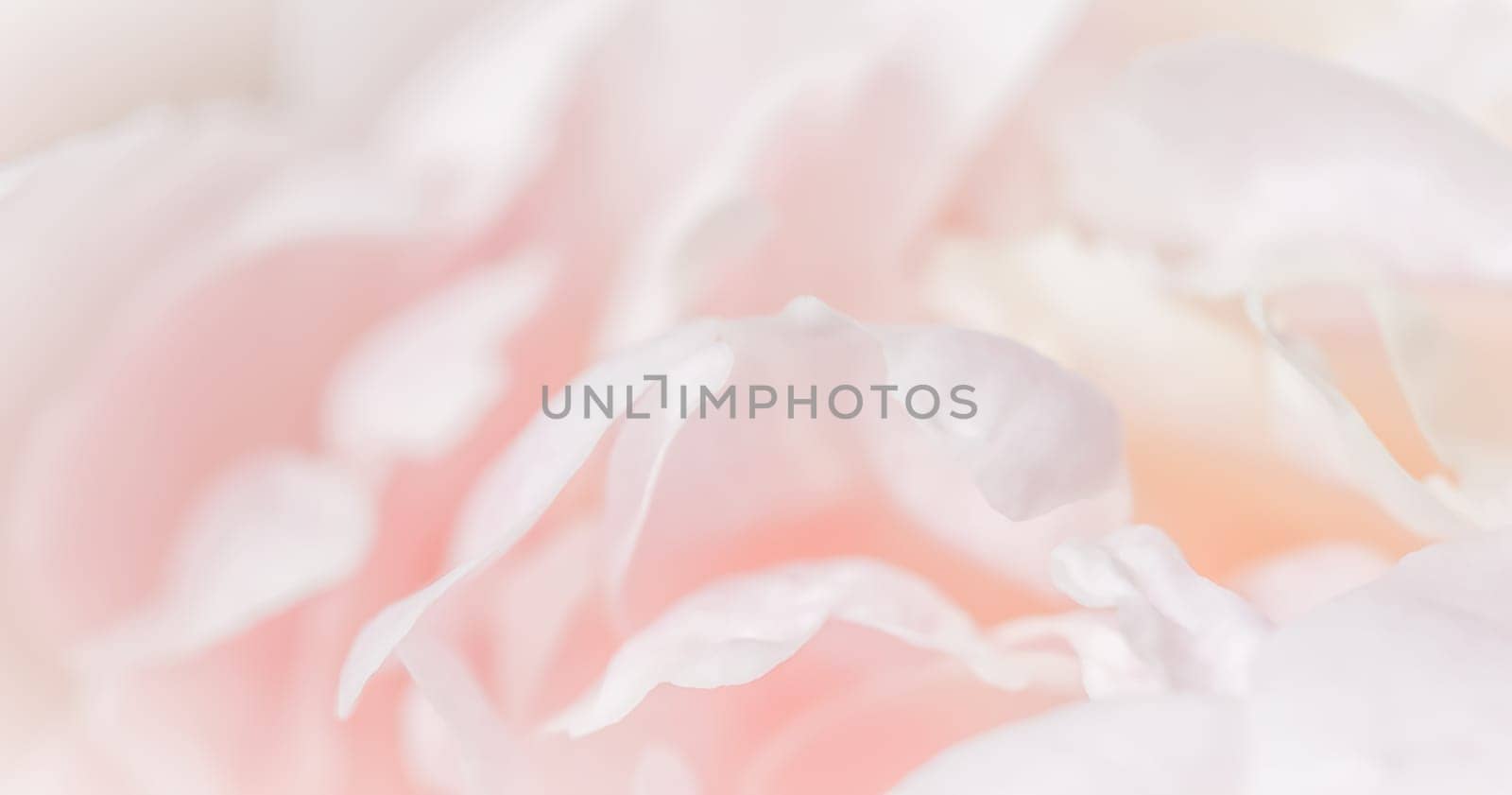 White pink peony petals. Soft focus. Abstract floral background for holiday brand design