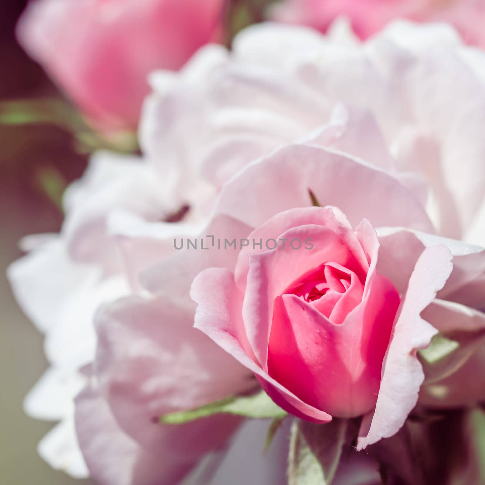 Pale pink rose flowers. Macro flower backdrop for holiday design. Soft focus, abstract floral background