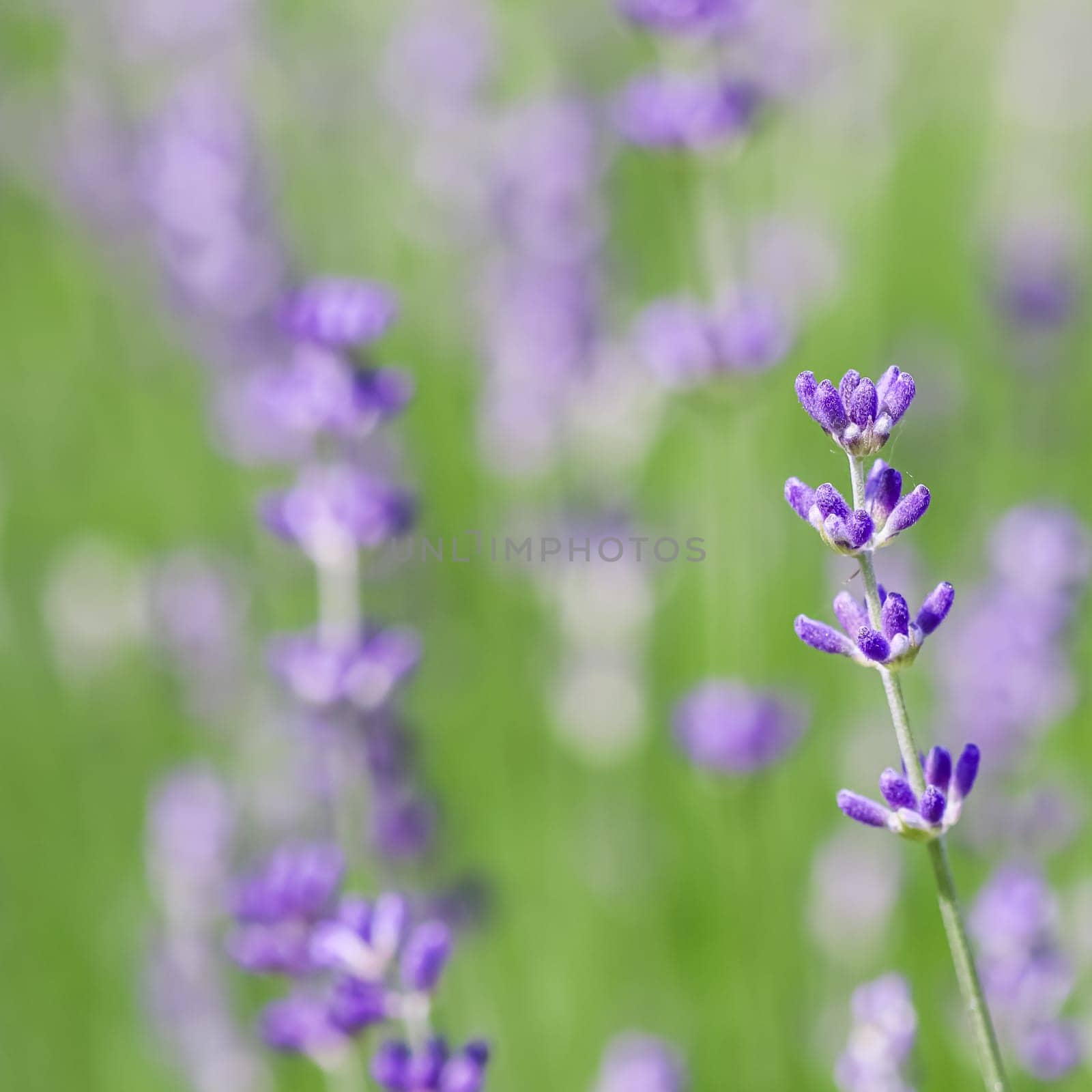 Background from violet lavender in the garden. Soft focus