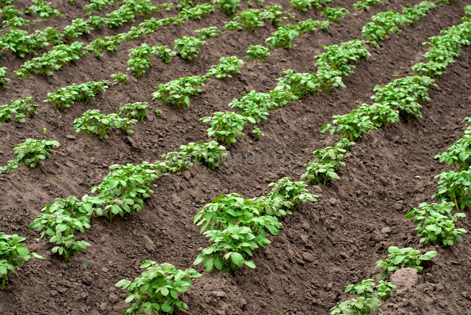 potato plantations grow in the field. vegetable rows. farming, agriculture. Landscape with agricultural land.