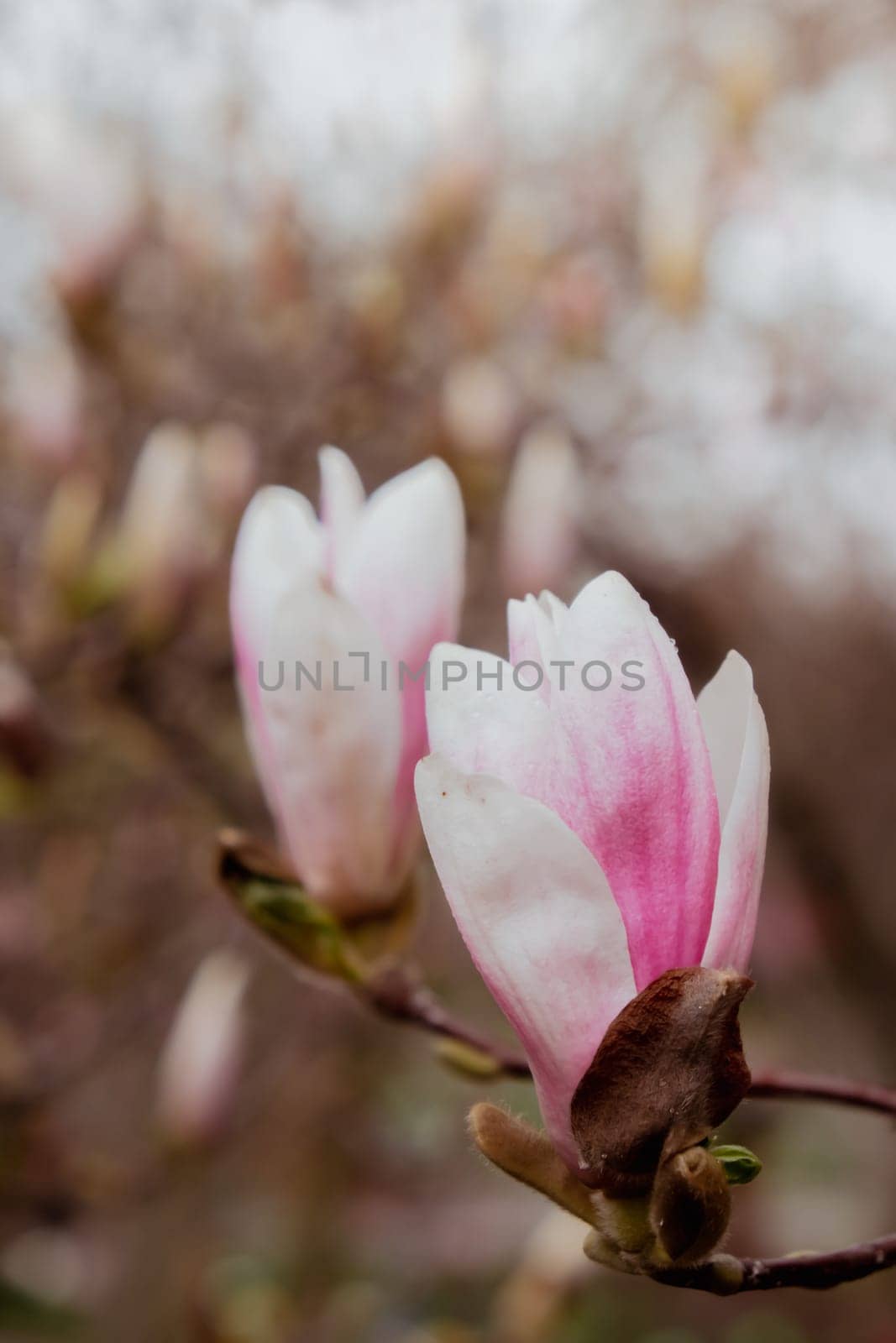 Sulange magnolia close-up on tree branch. Blossom of magnolia in springtime. Pink Chinese or saucer magnolia flowers tree. Tender pink and white flowers nature background