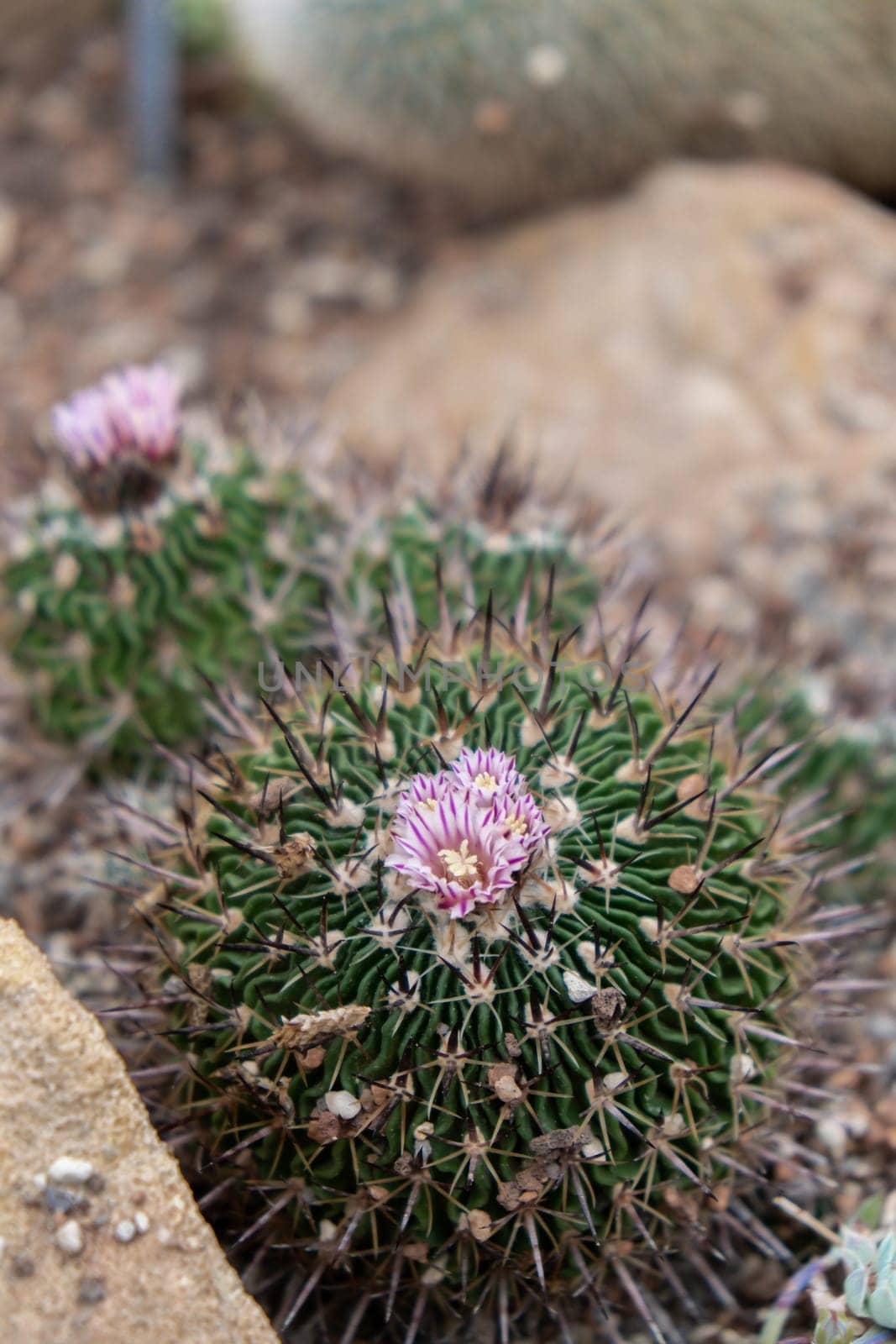 Pink flower cactus. Cactus Echinopsis. Botanic garden. Big Cactus Flower. Succulents Blooms. Close view of a colorful claretcup hedgehog cactus