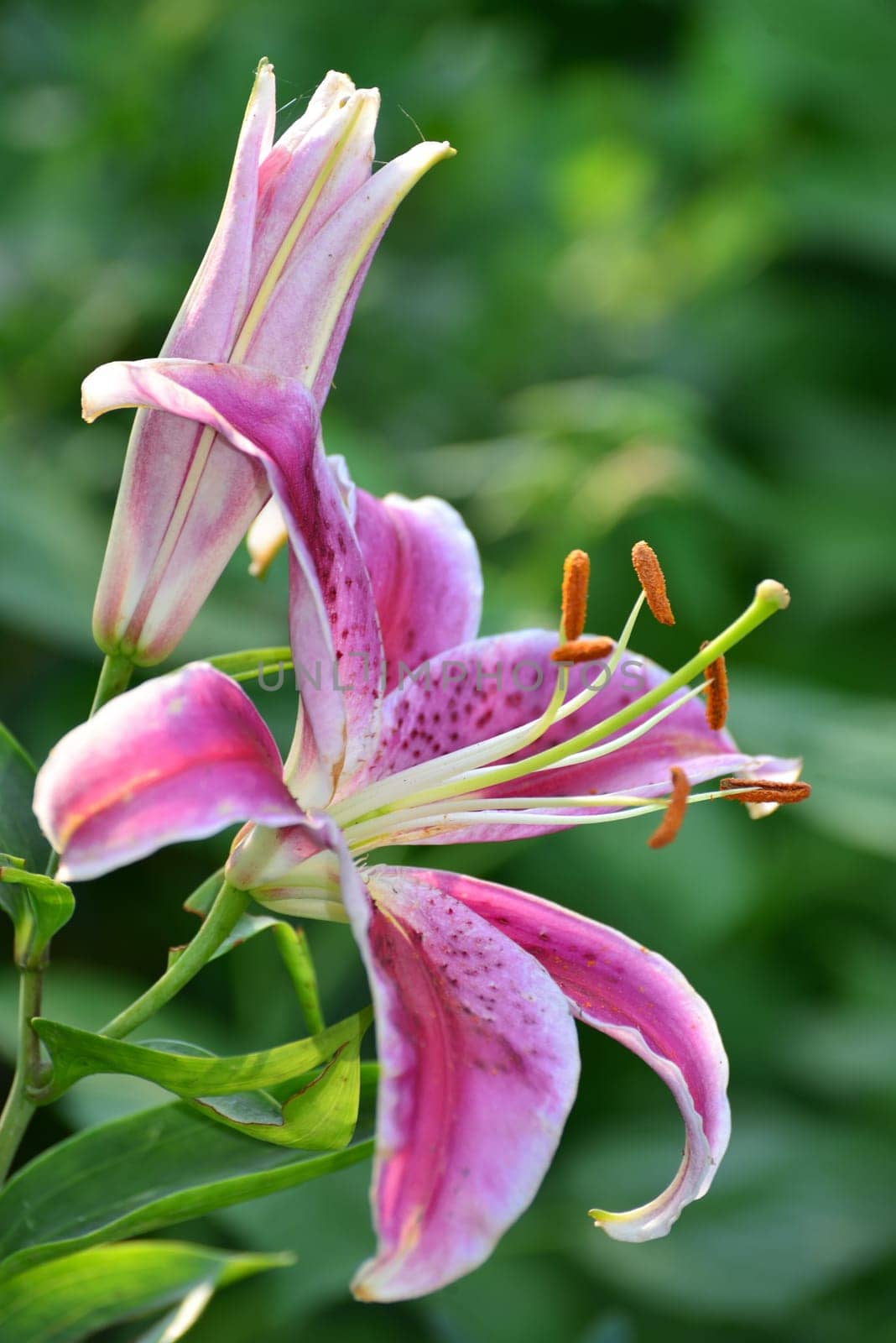 Beautiful lily quality white and pink Colour by olgavolodina