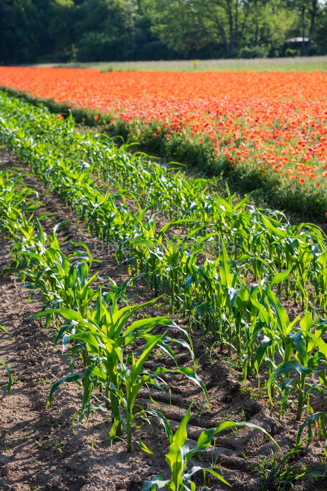 Fields of corn and poppies, beautiful summer rural landscape, Fresh green meadow with bright red flowers, sunny day. High quality 4k footage