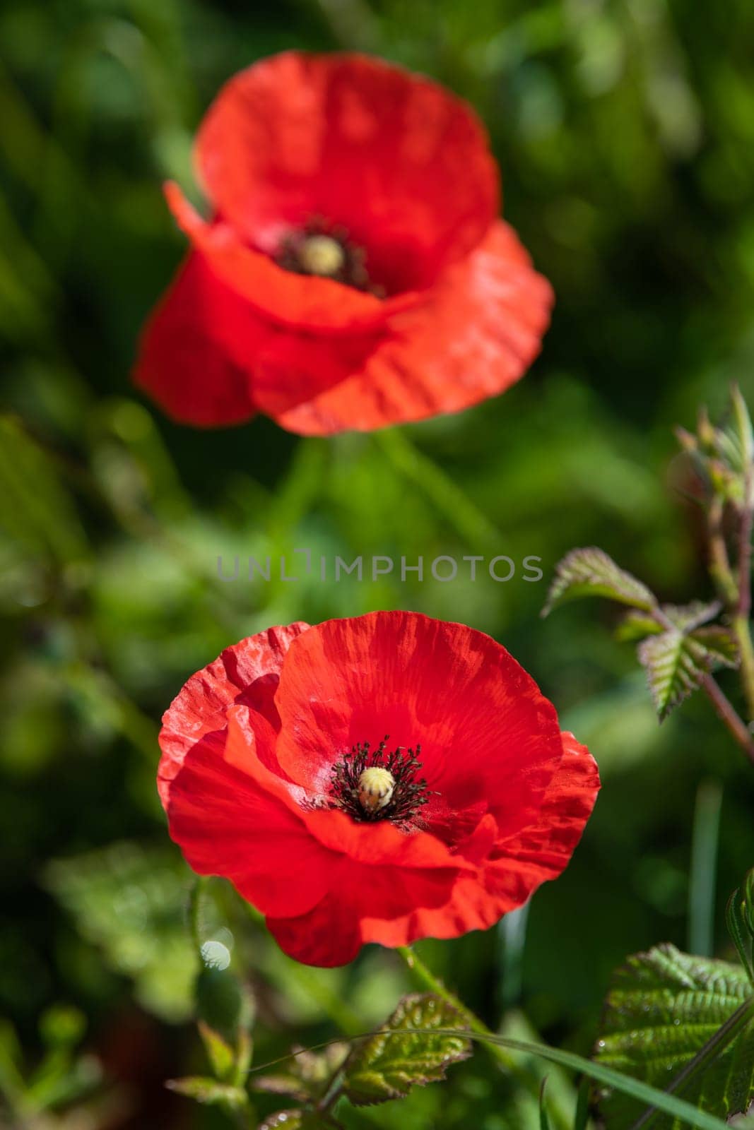 Field of wild poppies, beautiful summer rural landscape. Fresh green meadow with bright red flowers, sunny day. High quality photo