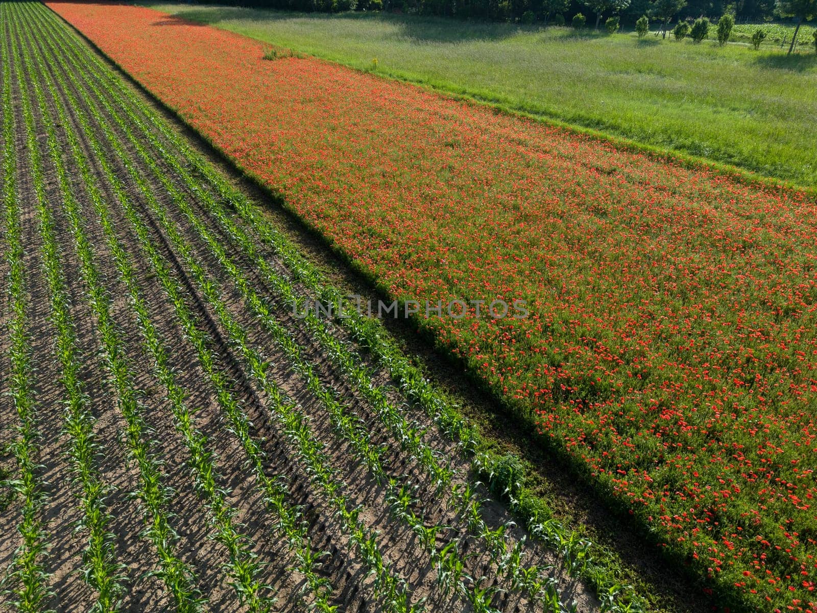 Fields of corn and poppies, beautiful summer rural landscape, Fresh green meadow with bright red flowers, sunny day. High quality 4k footage