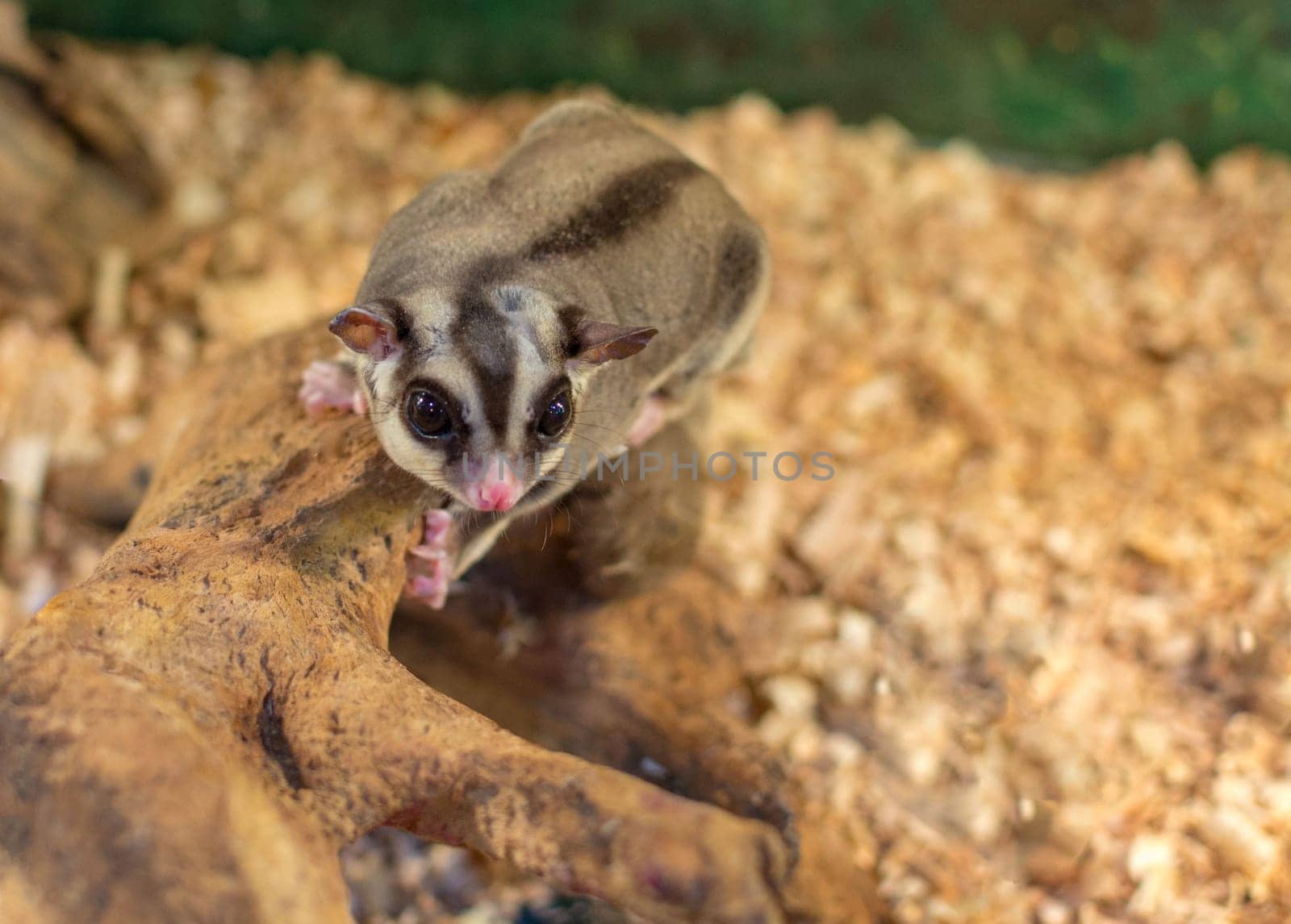 Cute little mouse lemur siting in the tree.