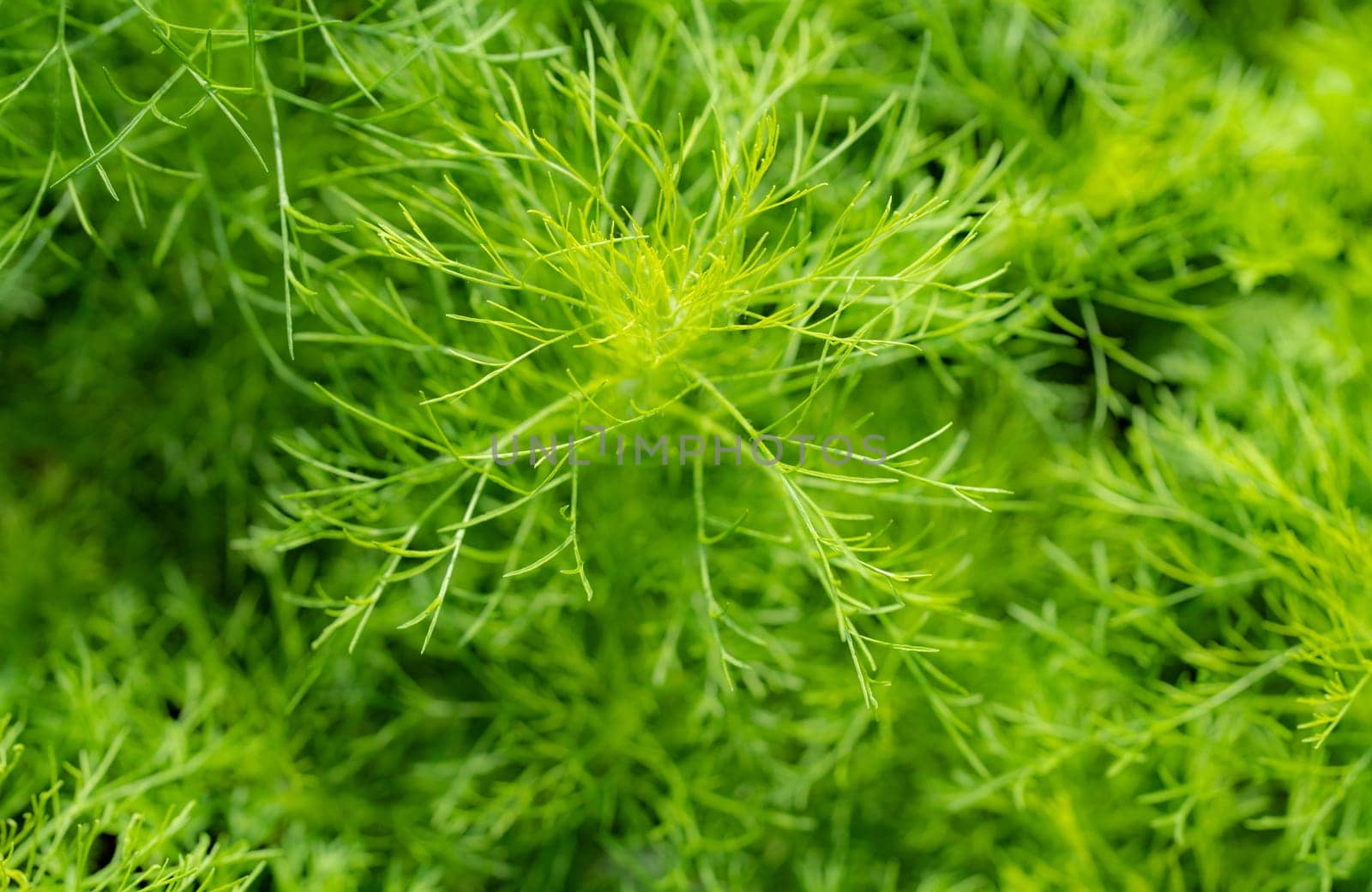Green leaves of ornamental plant in the garden. Full frame small green leaf texture background. Dense green leaf with beauty pattern texture background. Green wallpaper. Nature abstract background.