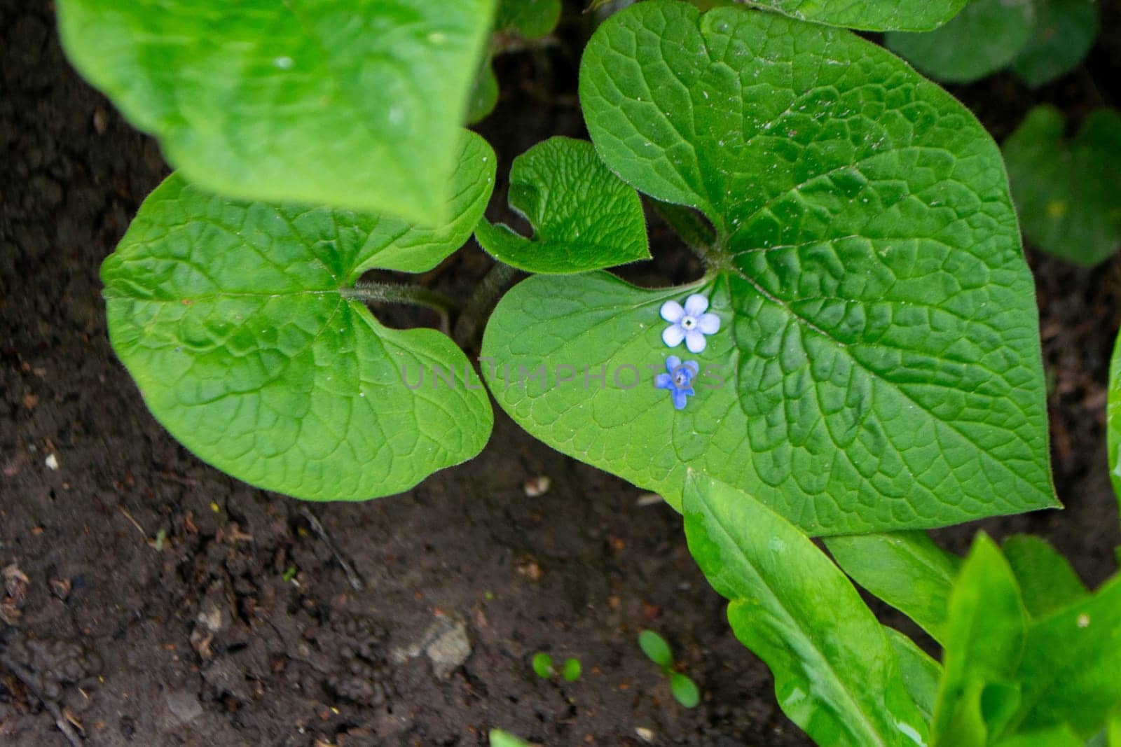 A close up of a plant with blue flowers, forget-me-not flower. High quality photo
