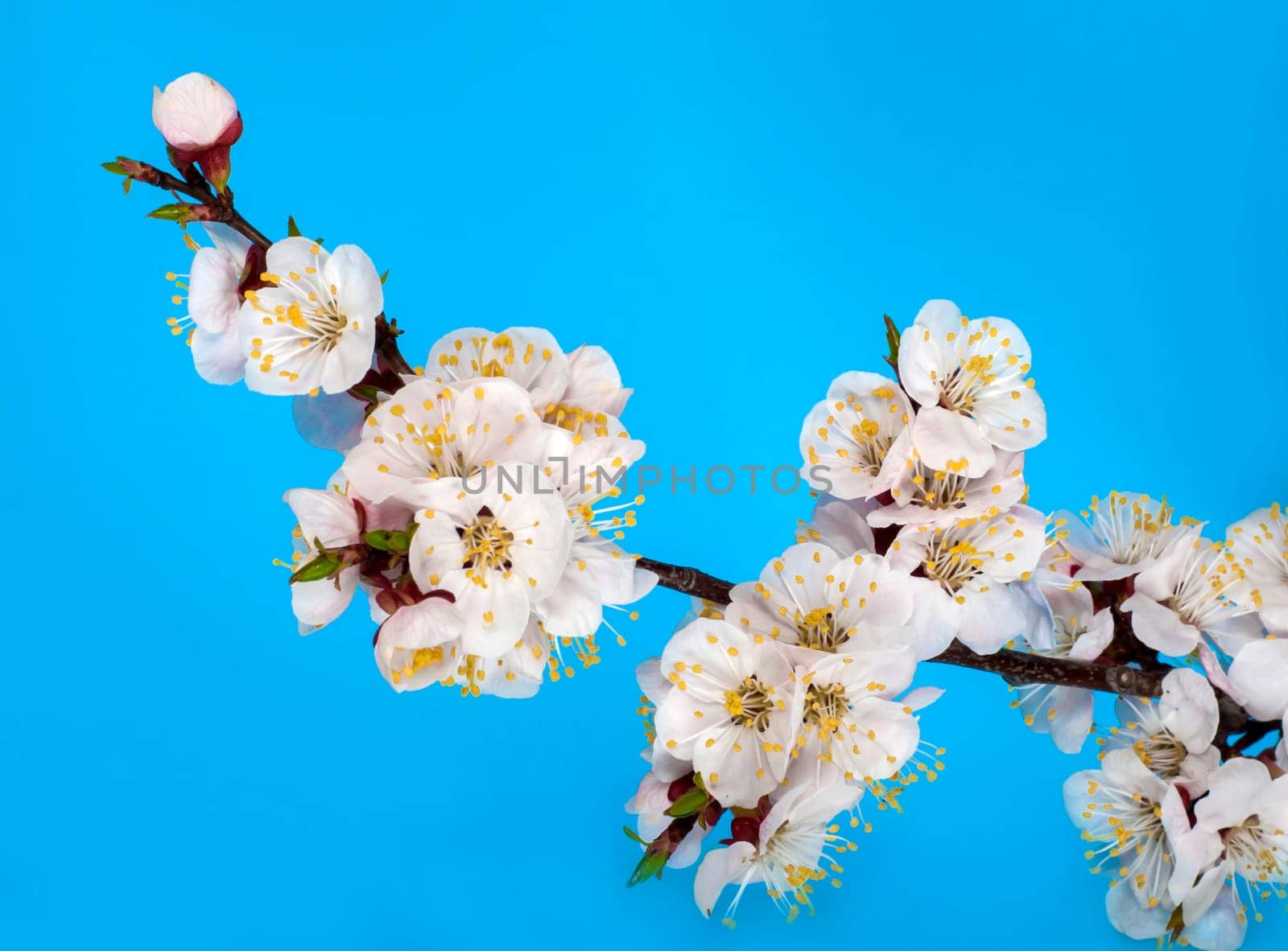 branch of tree blossoming by pink isolated on white background. Pink delicate flowers of cherry, sakura spring state