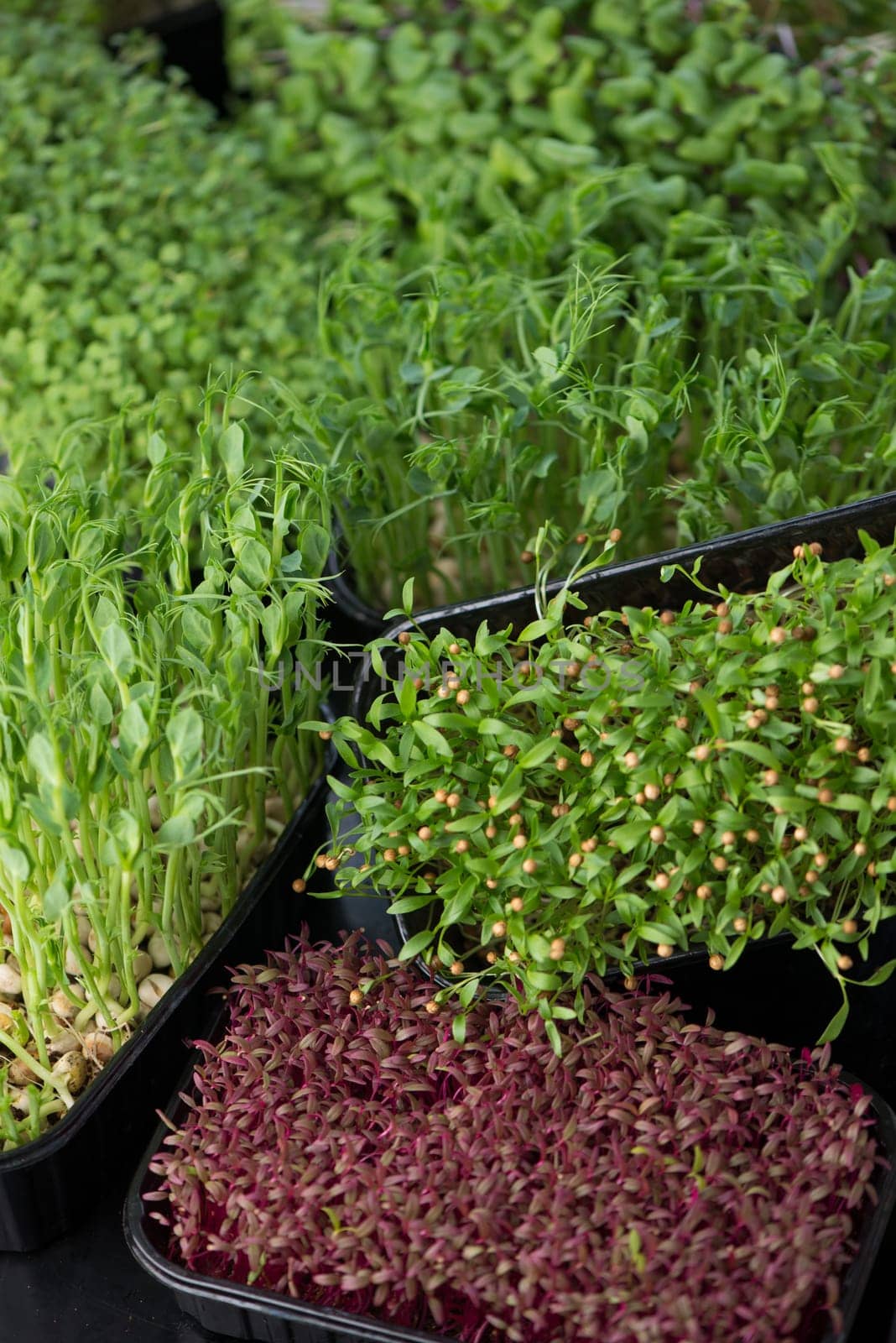 The concept of a healthy diet, growing microgreens - boxes of red amaranth, mustard, arugula, peas, cilantro on a home white windowsill. I cut with scissors