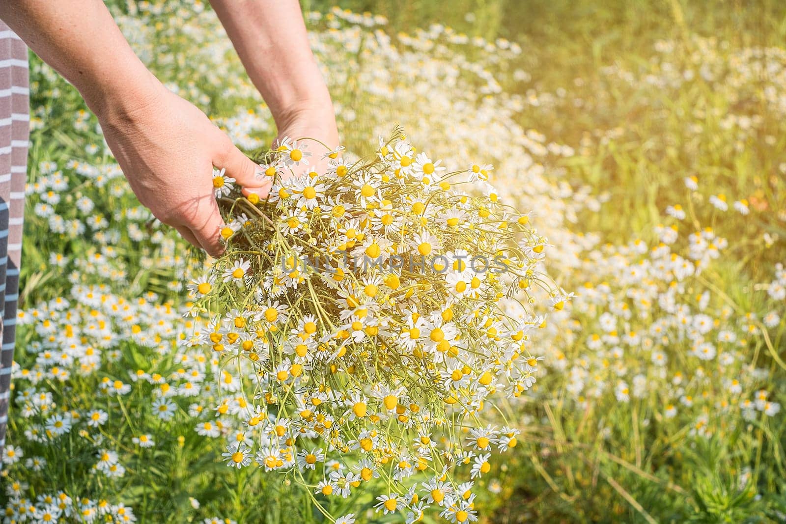 Woman collects medicinal herbs in meadow. Fresh green herbs harvest. Alternative herbal medicine.