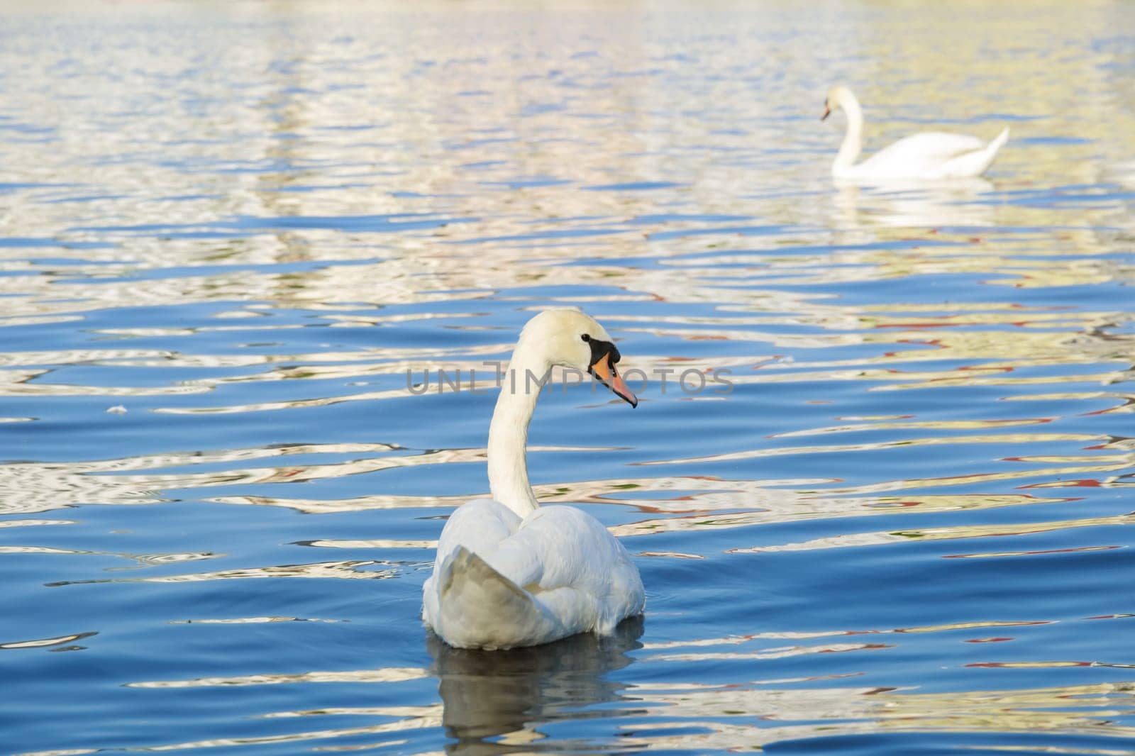 The swan's gentle movements on the water mirrored its serene nature, embodying the epitome of grace and charm.