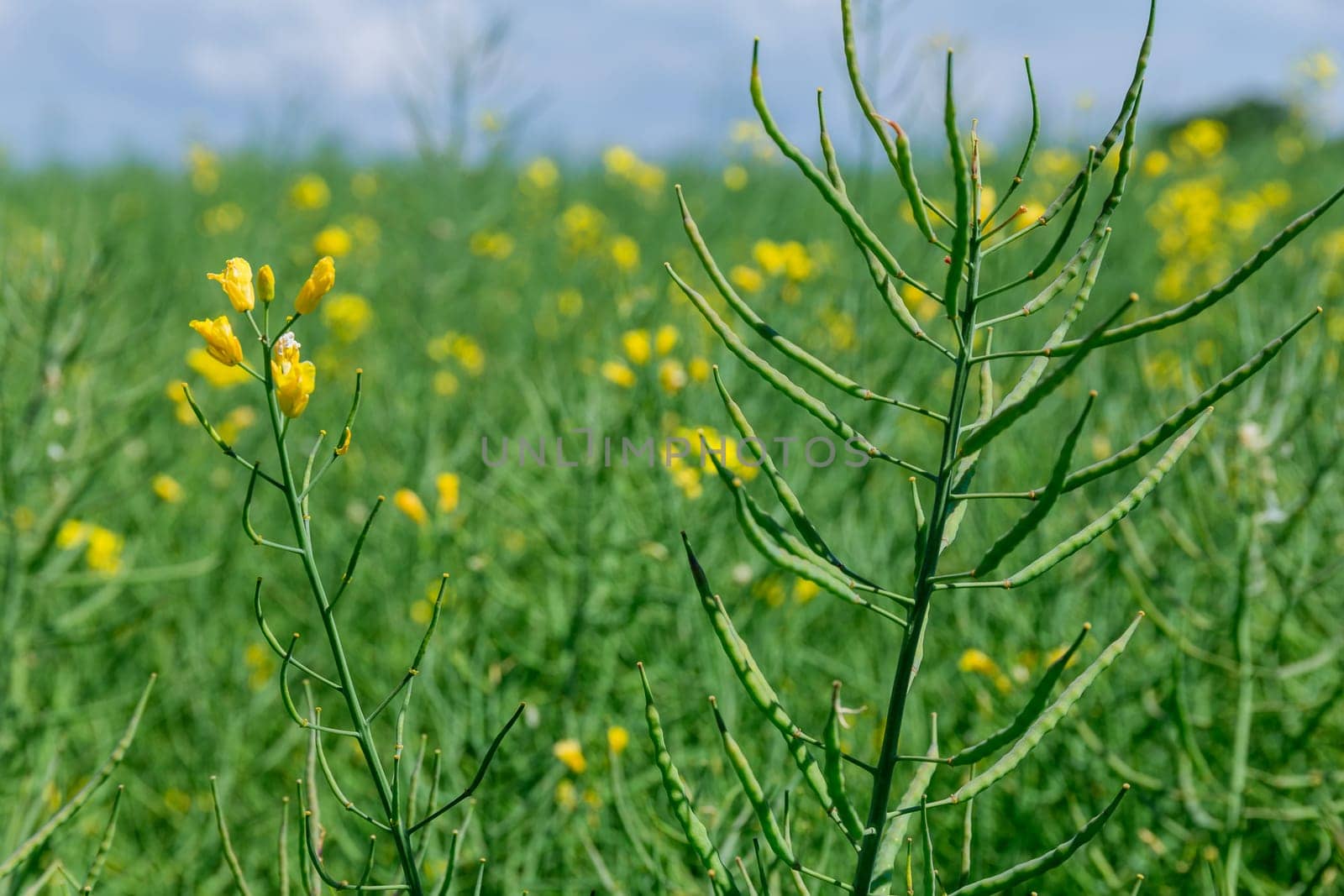 Bright yellow rapeseed oil adds lovely golden hue to dishes, enhancing their visual appeal. Rapeseed flowers have faded.