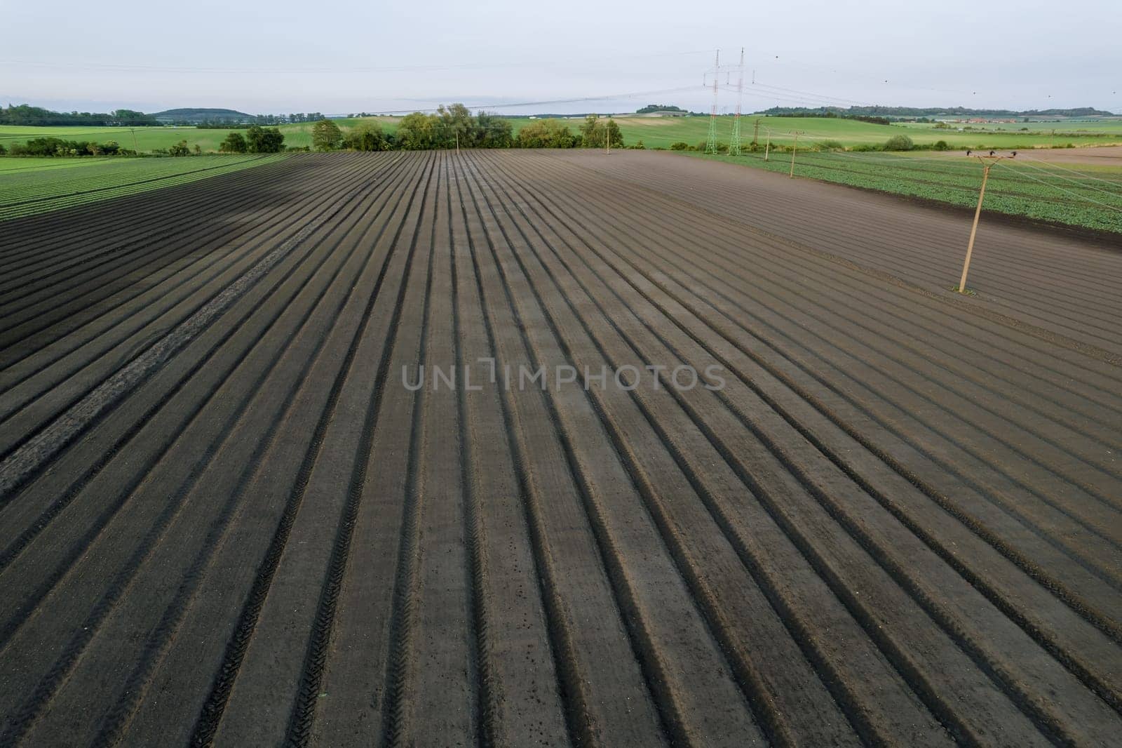 Grain crops are sown in even rows on the field, electric wires pass through the field, electricity transmission. Place for writing text.