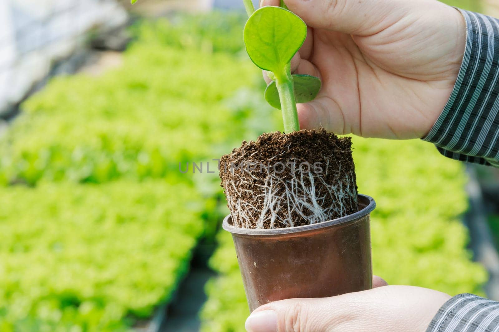 Farmer monitors growth of cucumber seedlings daily, looking for signs of pests or disease.