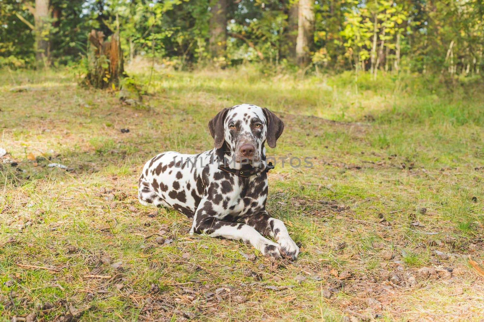 Beautiful Dalmatian, a dog with beautiful black spots in a park in nature in a forest on a green lawn.