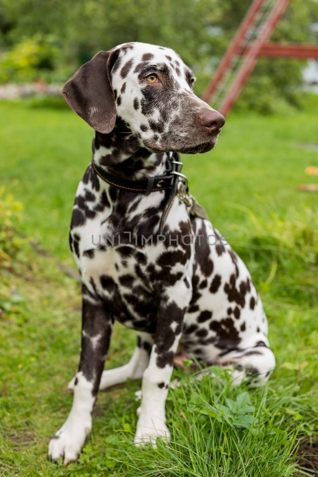 Beautiful Dalmatian, a dog with beautiful black spots in a park in nature in a forest on a green lawn.