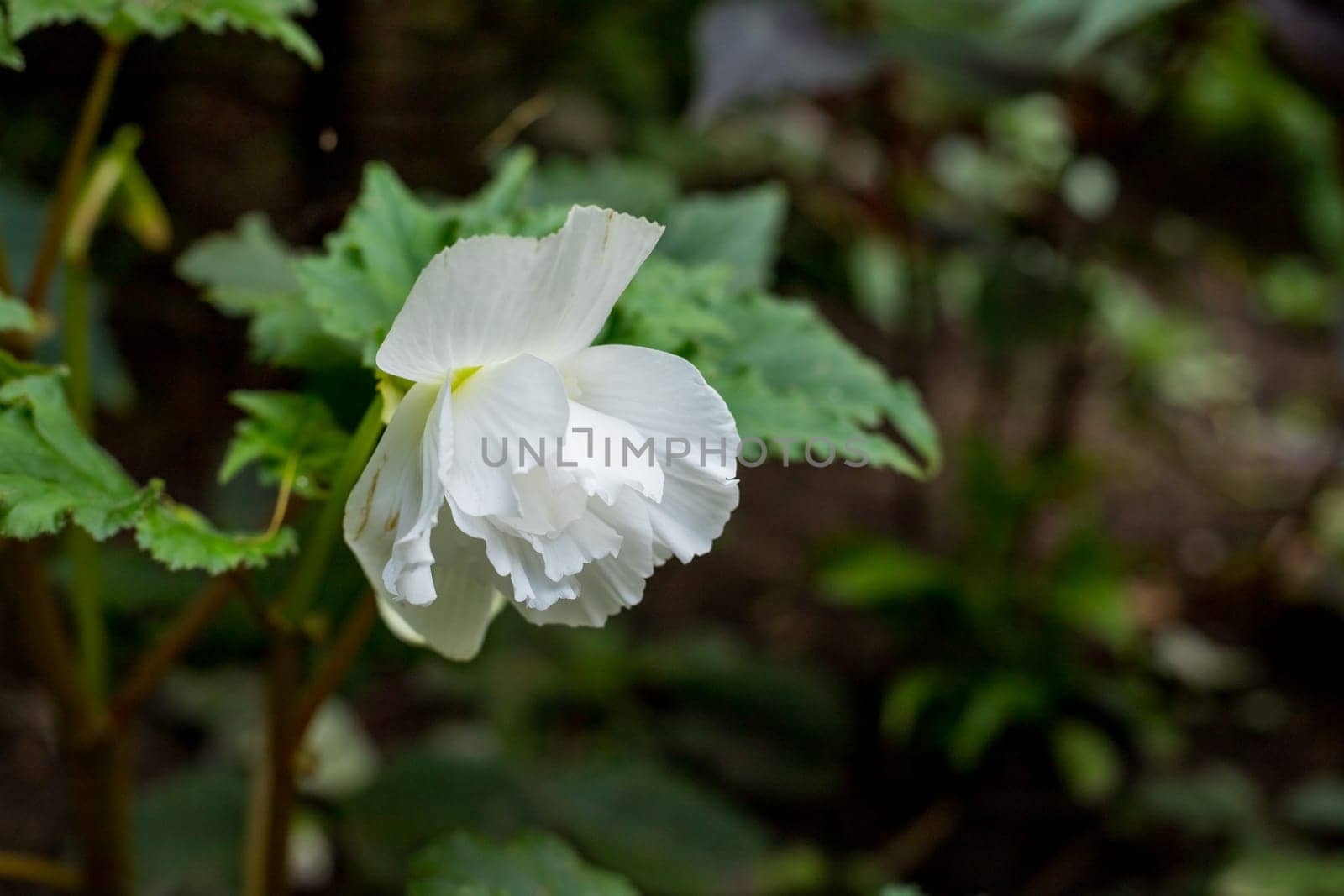 Angel Wing Begonia plant with white flowers and green leaves, close up, macro. Angel wings shaped leaves with silver specks and white flower