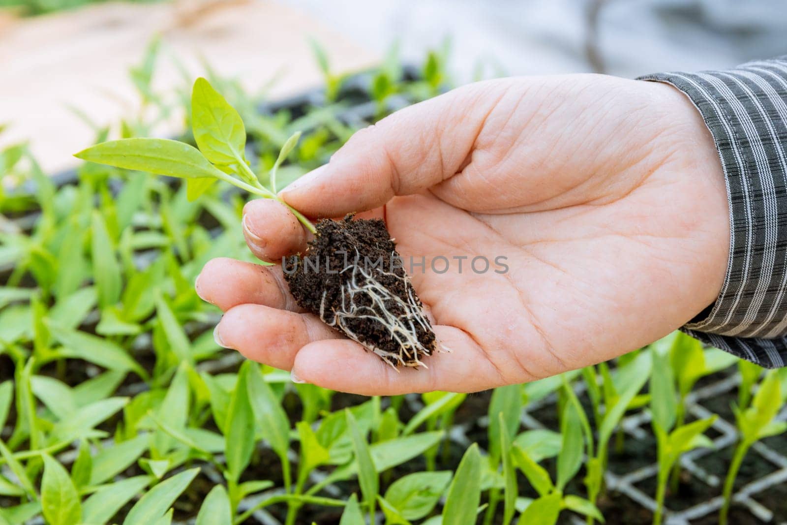 Root system of a healthy seedling is crucial for its growth and nutrient absorption.