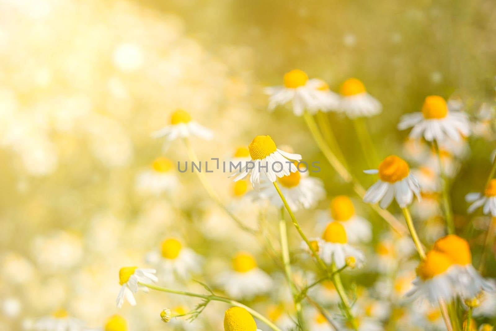 Close up chamomile or daisies in the meadow. Spring or summer blossom blooming. Field flower. Copy space