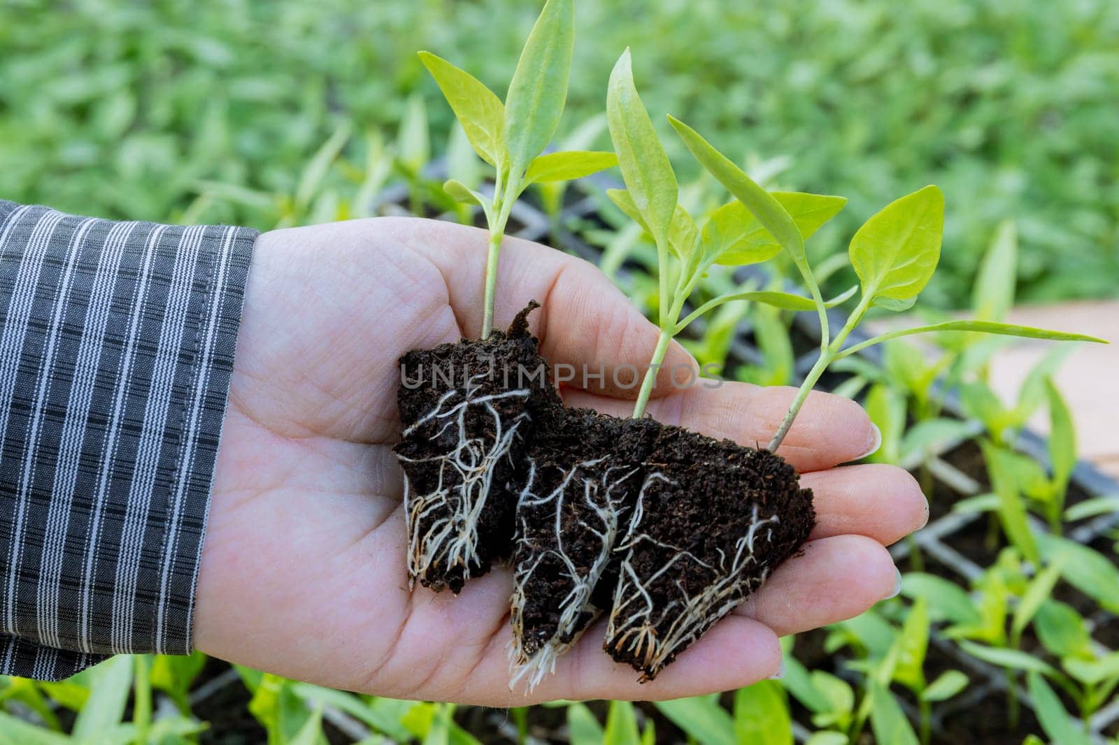 Root system of a healthy seedling is crucial for its growth and nutrient absorption.