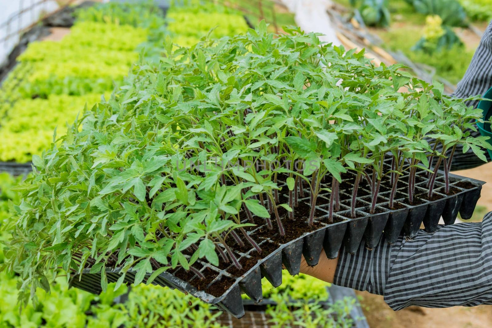 Growing tomato seedlings in a greenhouse allows for extended growing seasons and higher yields.