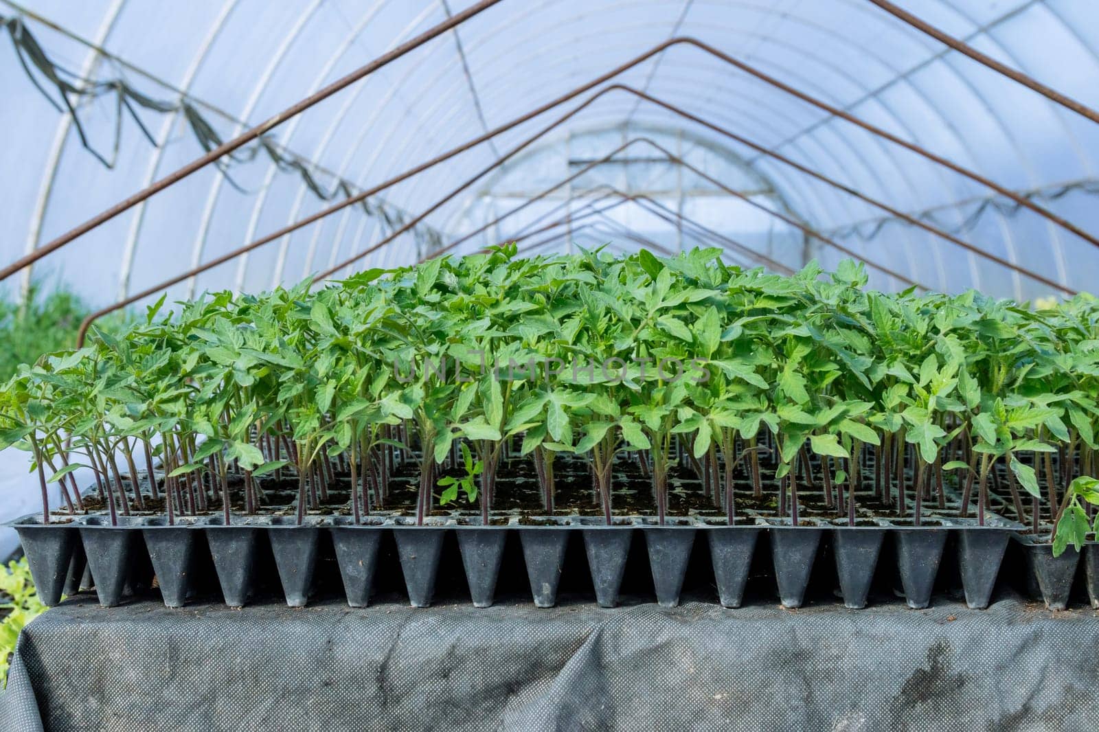 Greenhouse environment provides ideal conditions for tomatoes to develop into healthy, ripe fruits.
