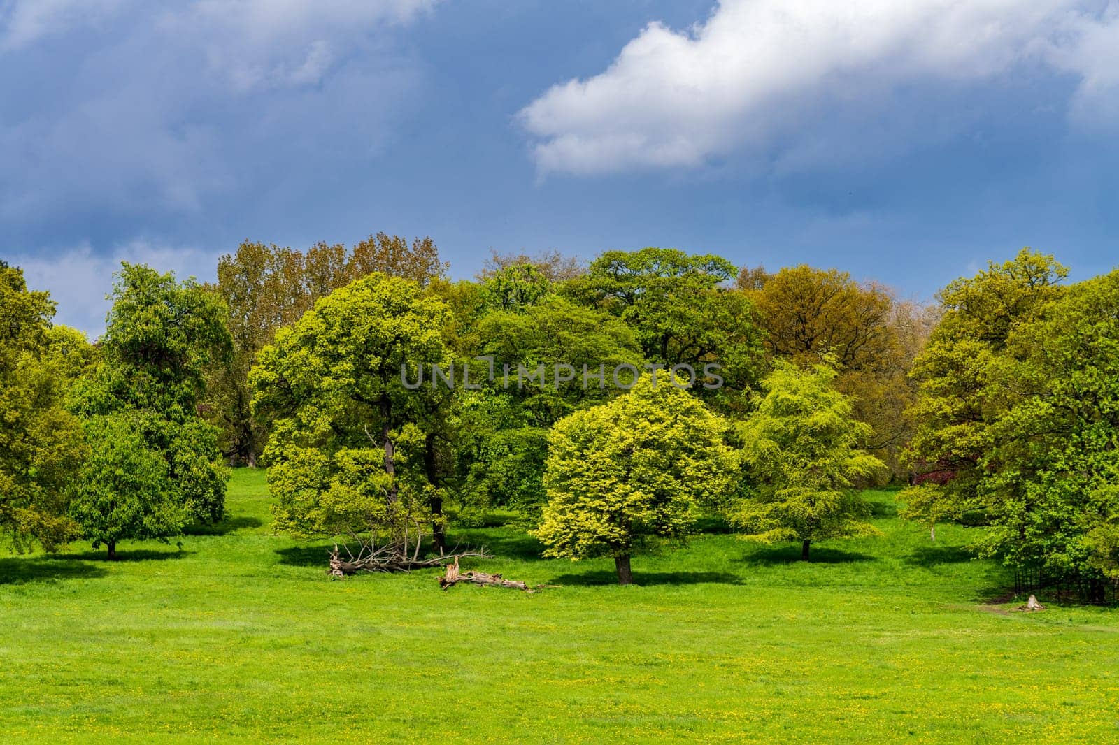 Sun lights up trees in England with stormy clouds behind by steheap