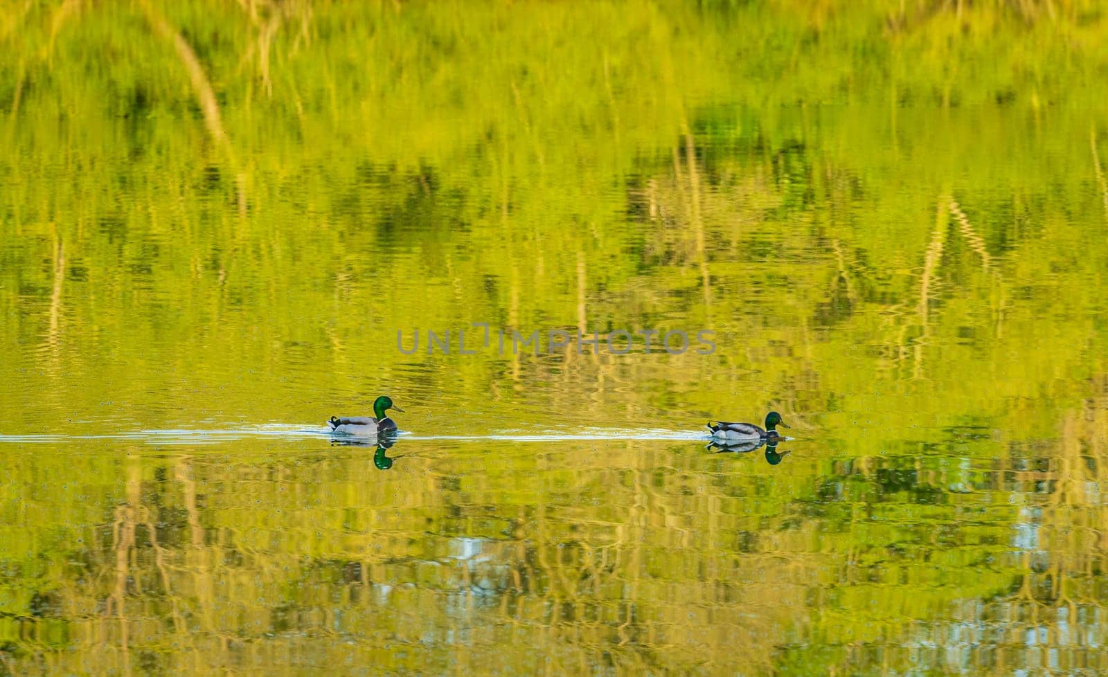 Pair of ducks floating across a reflection of trees in the calm water of lake