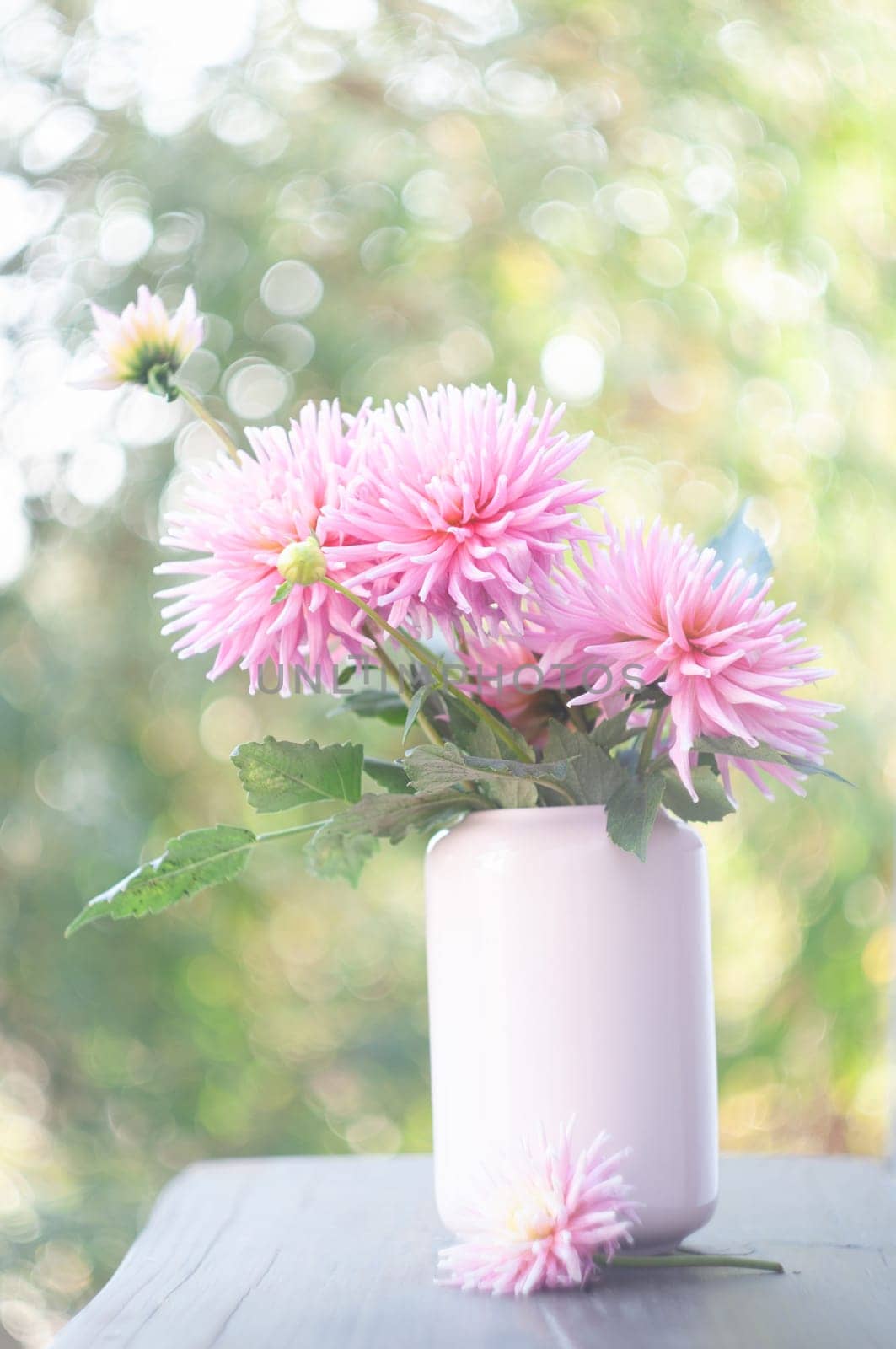 ceramic vase with beautiful pink dahlias on the terrace near a private house privacy and comfort garden decor. High quality photo