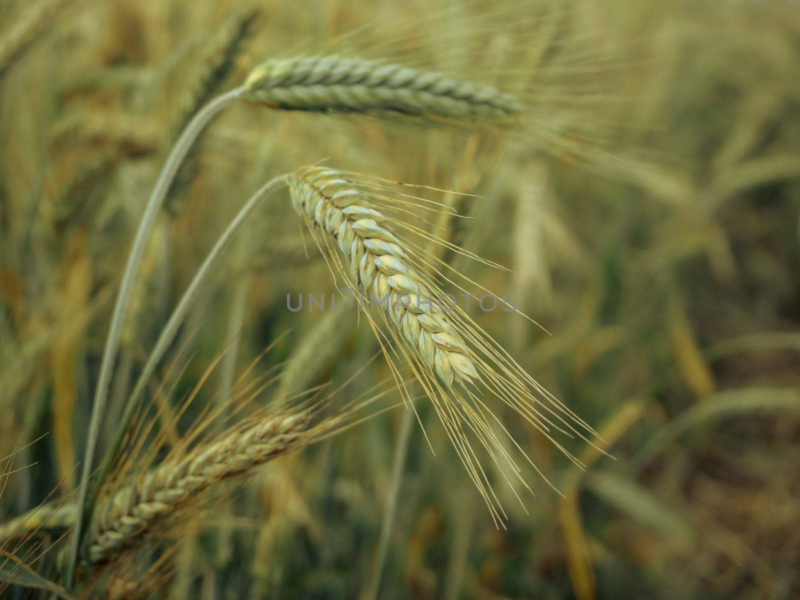 Selective focus with shallow depth of field. Green wheat head in cultivated agricultural field, early stage of farming plant development, retro toned.